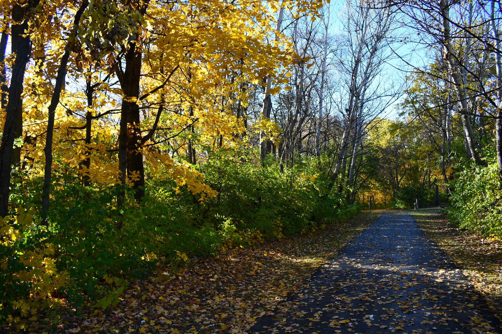 A paved trail partially covered with fallen leaves. Trees and bushes in shades of green, yellow and orange line the trail. 