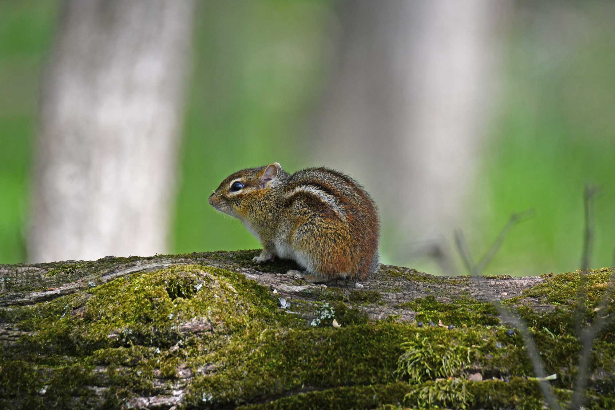 Eastern chipmunk standing on a downed tree.