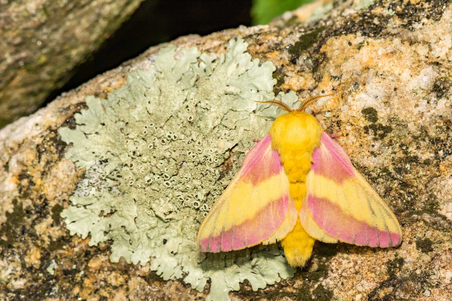A pink and yellow moth at rest on a stony surface partially covered with pale green lichen.