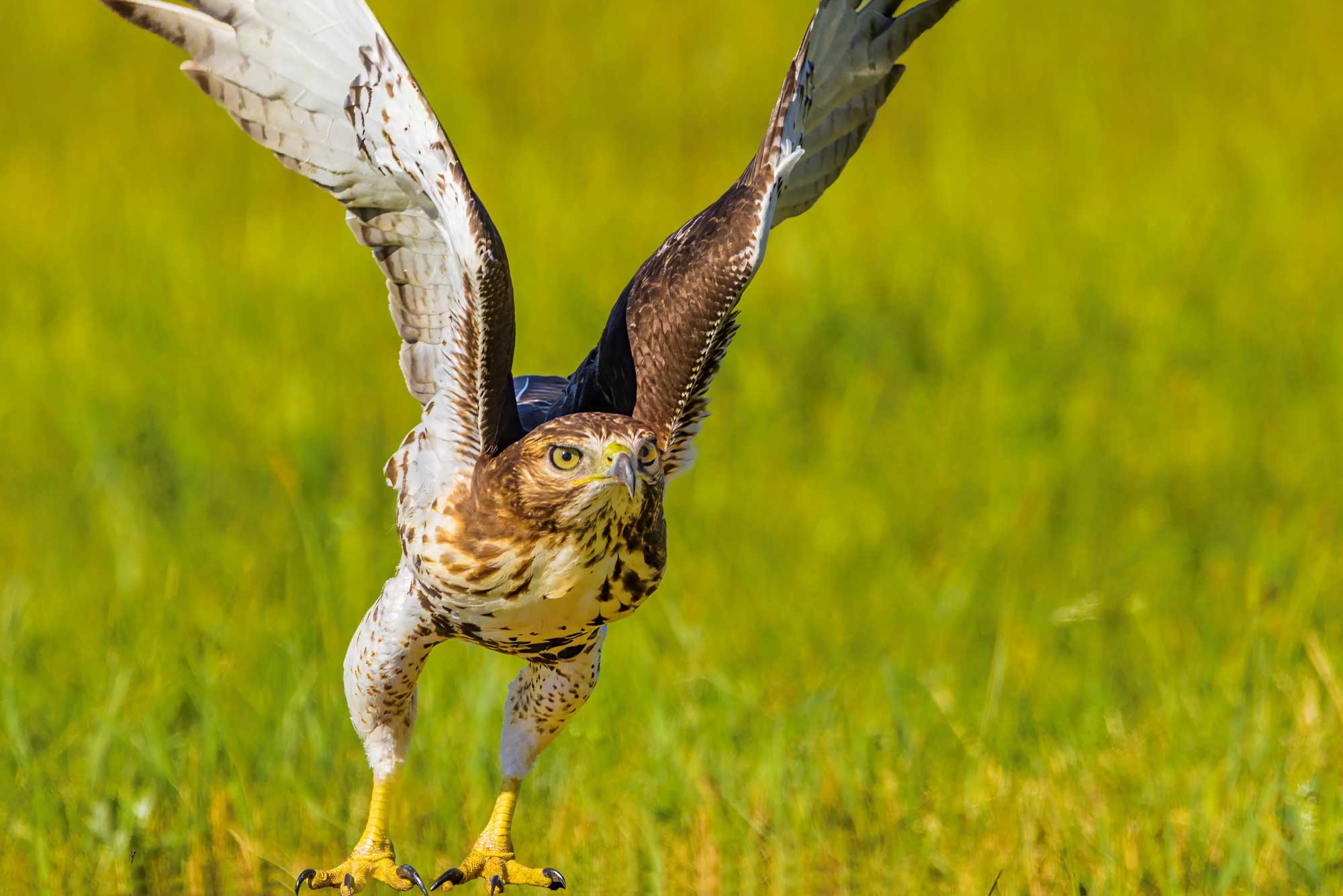 Red-tailed hawk taking flight from the ground with wings extended.