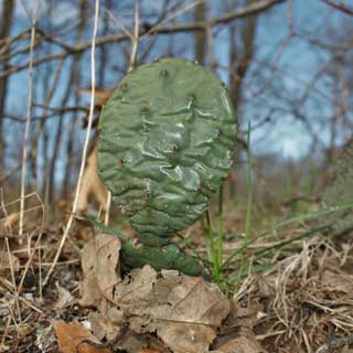 Keep your eyes peeled for these unusual plants