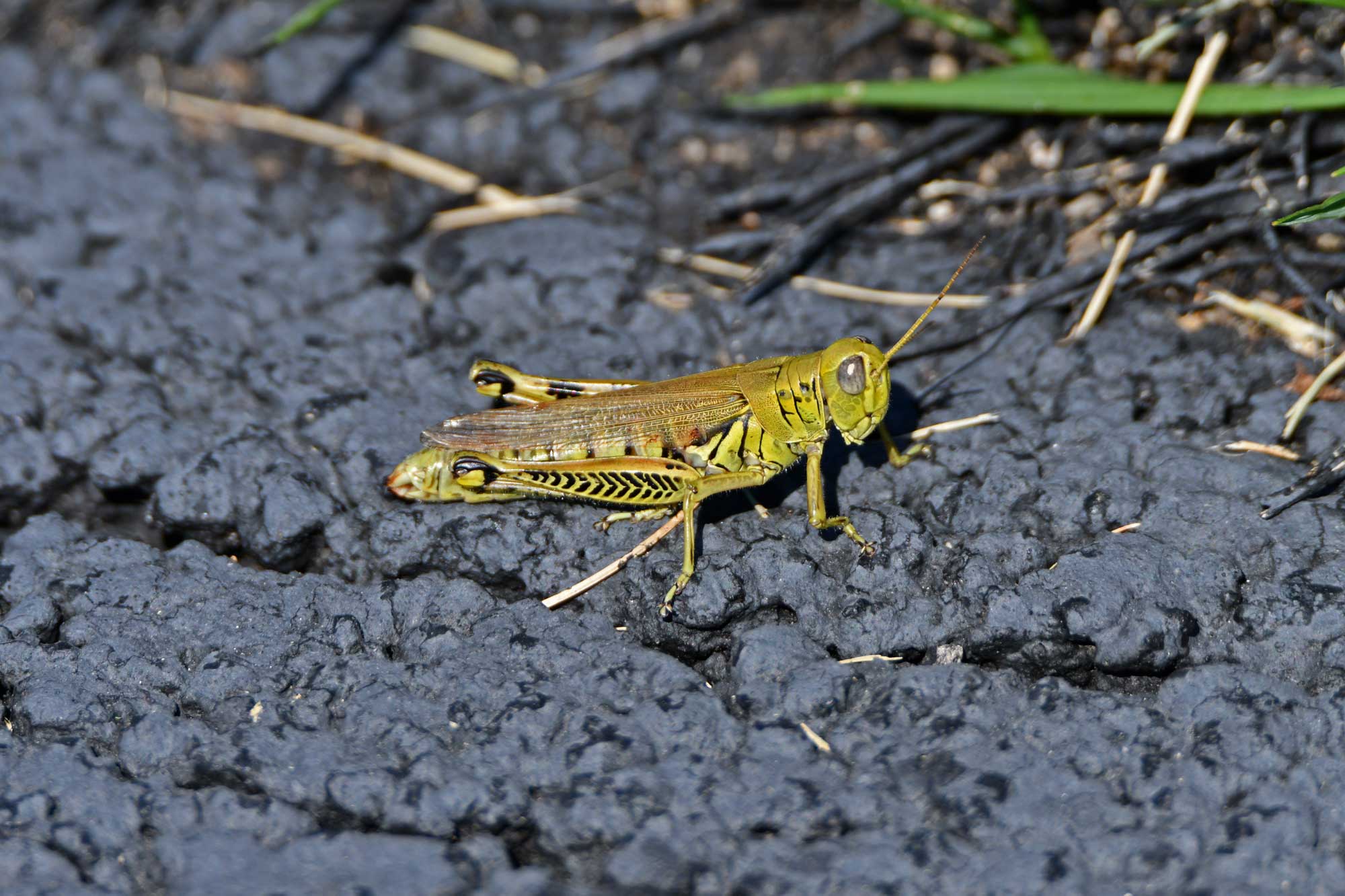 Differential grasshopper resting on a paved trail.