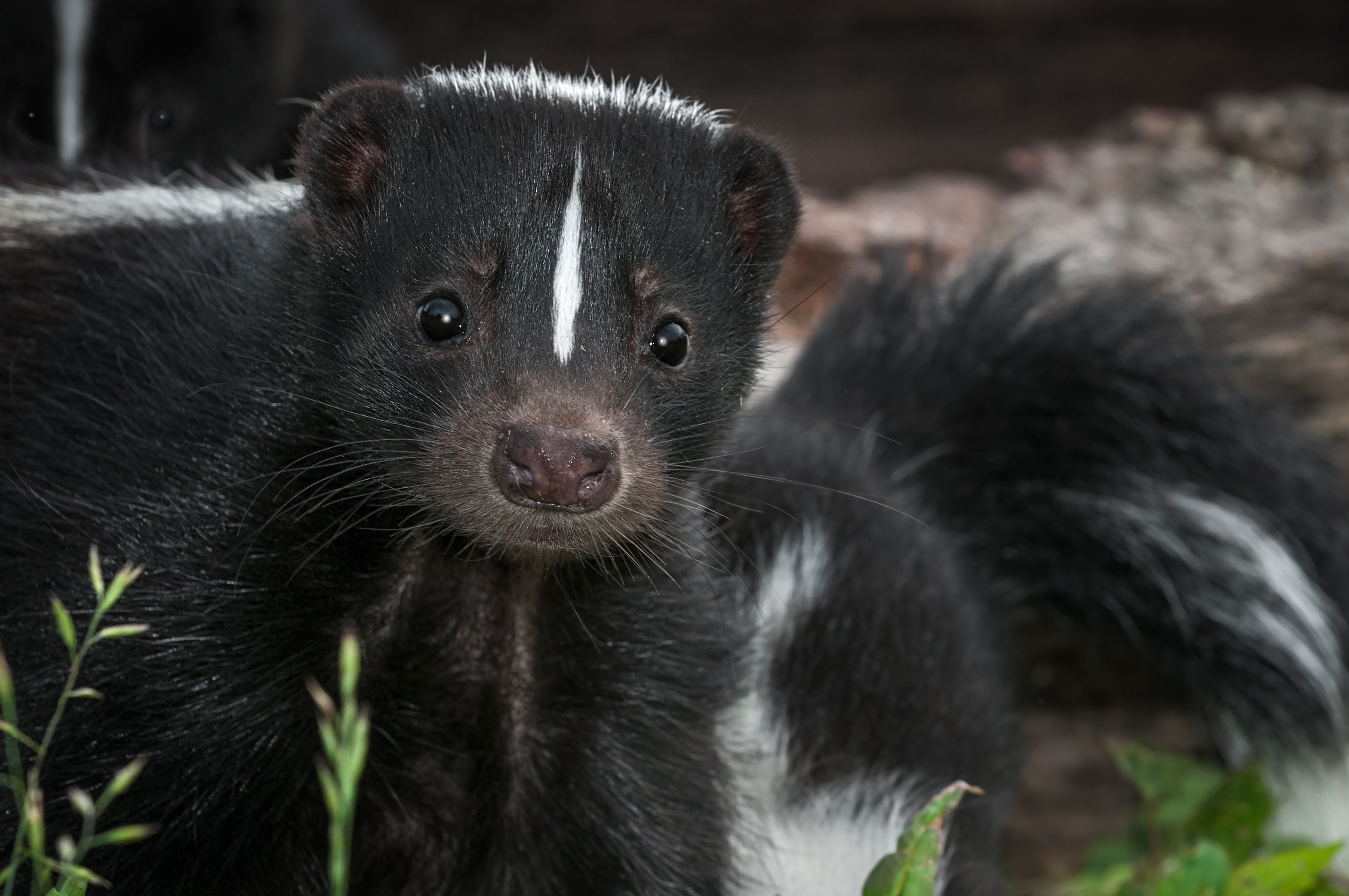 Close-up of a skunk.