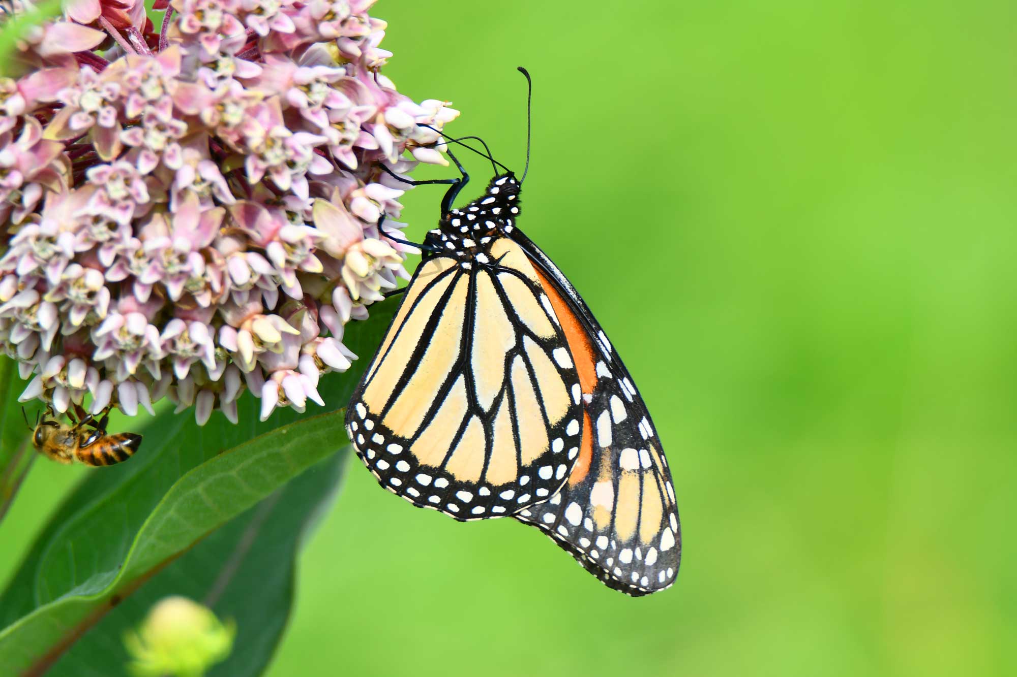 Monarch butterfly landed on common milkweed.
