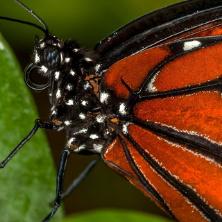 Monarchs' long migration links generations