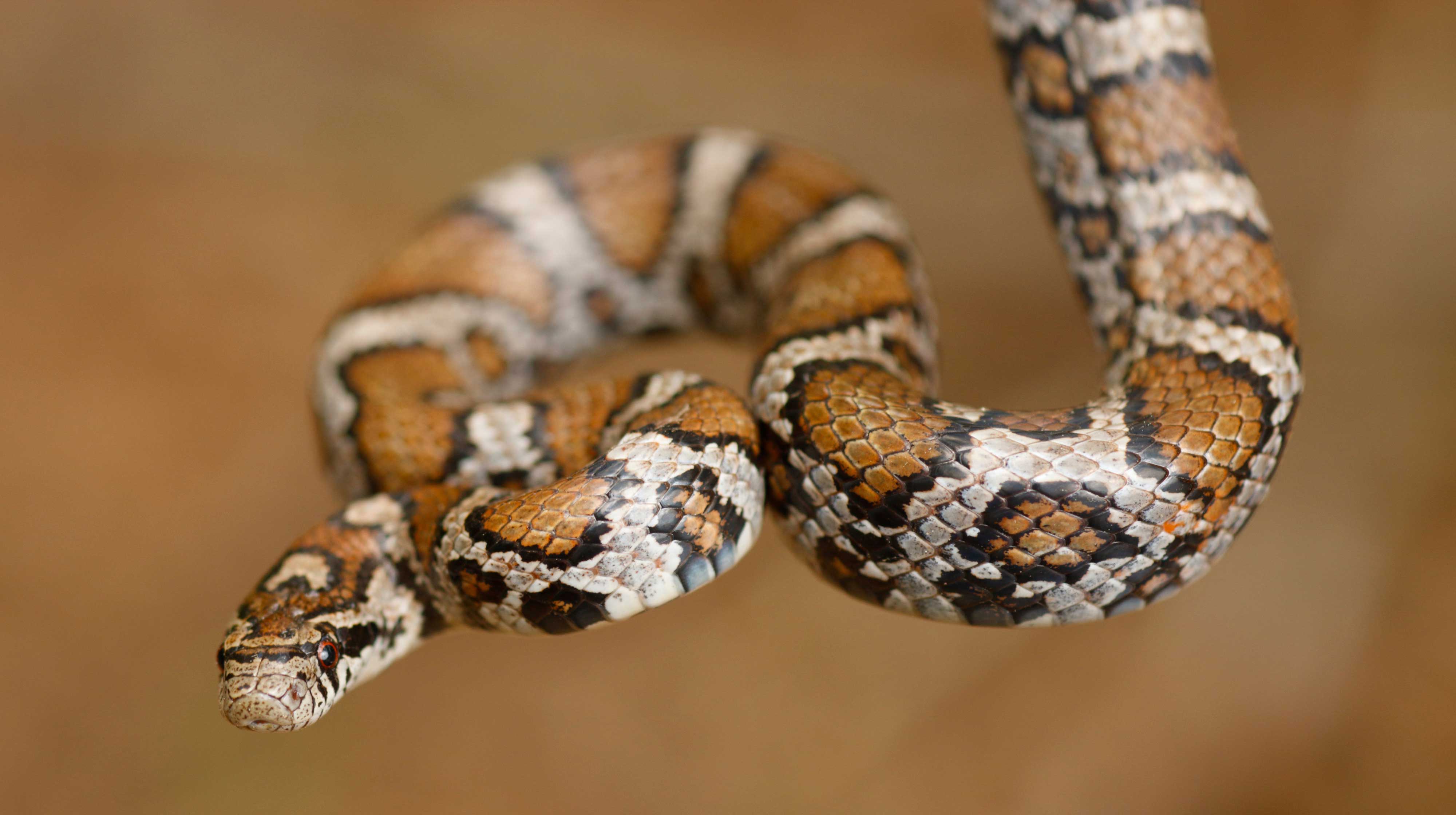 An eastern milksnake.