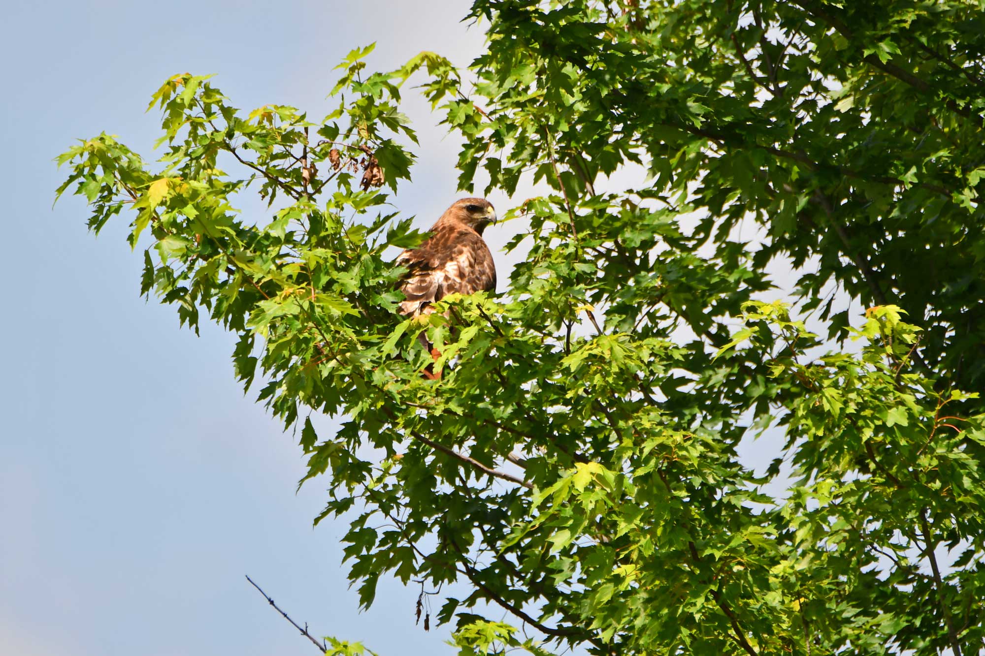 Red-tailed hawk perched on branch surrounded by leaves with the sky in the background.