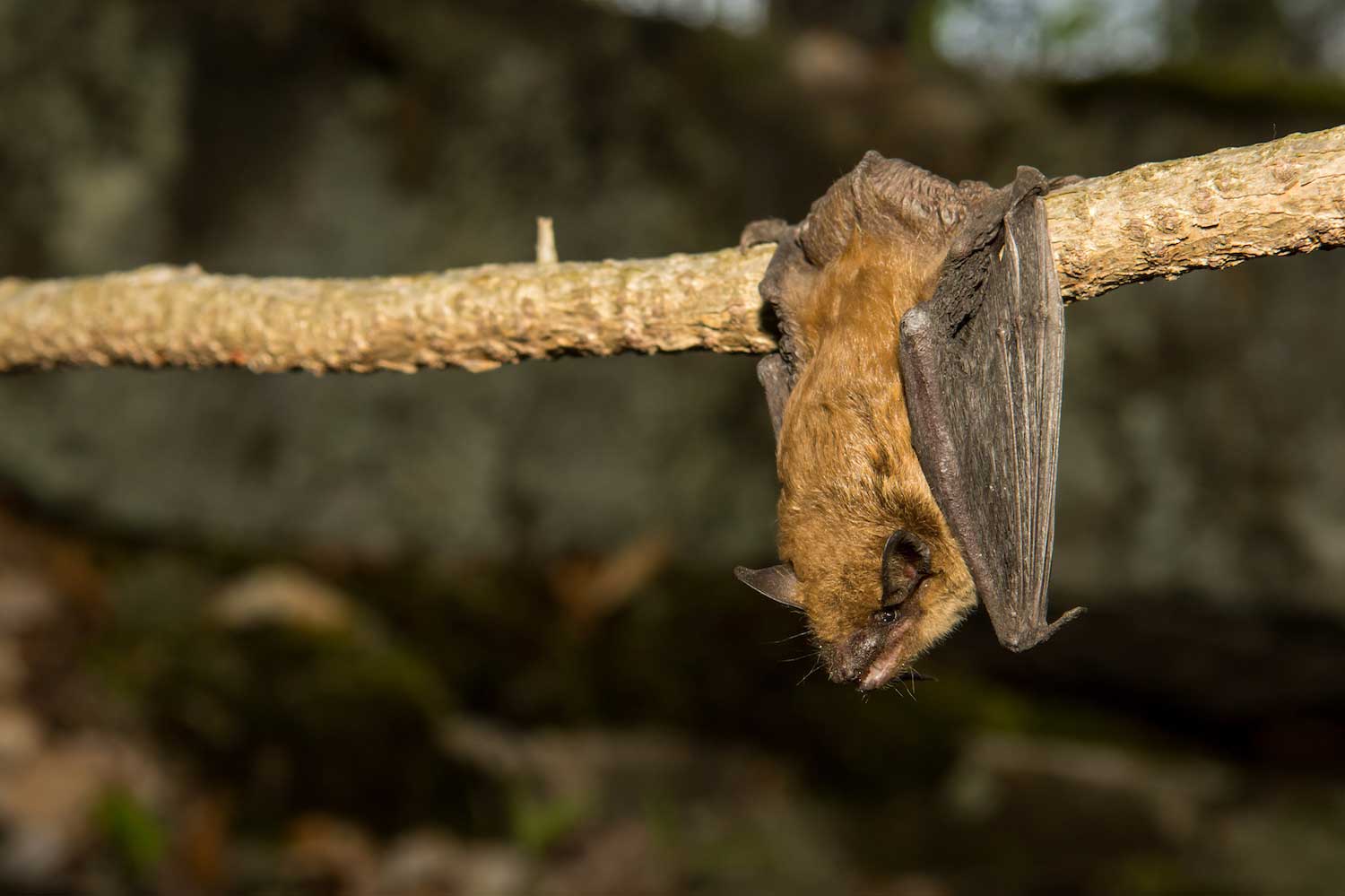 A bat hanging upside down from a branch.