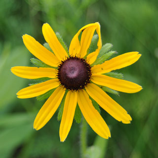 Five reasons to plant natives