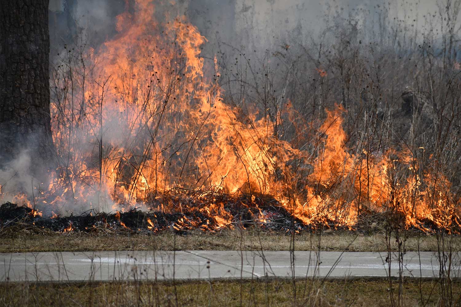 Fire burning during a prescribed burn.