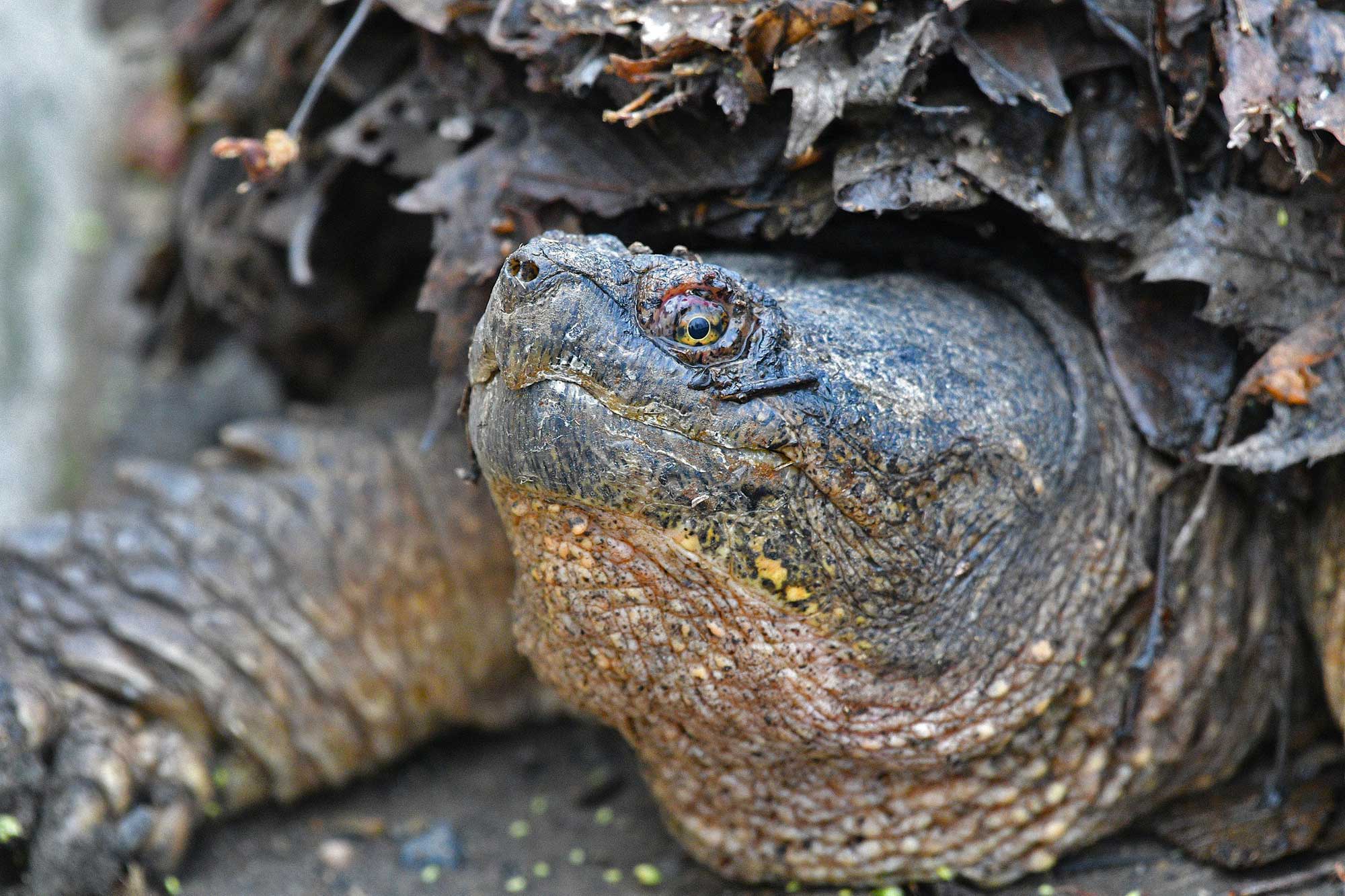 Creature feature: The powerful snapping turtle | Forest Preserve