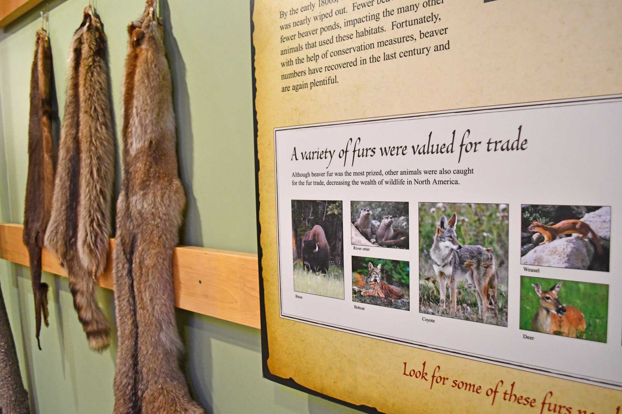 Exhibit panel with wildlife furs next to it.