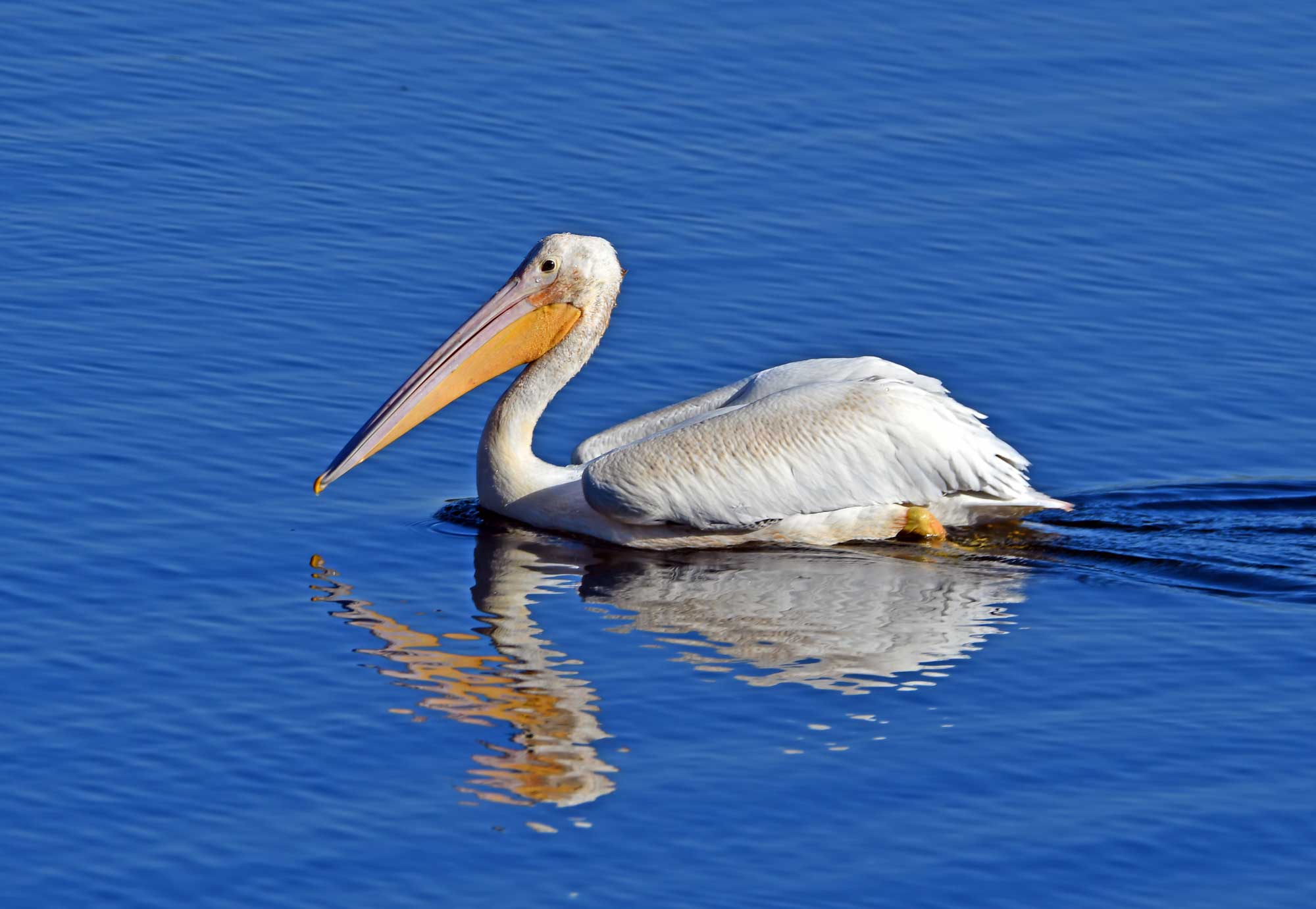 American white pelican swimming in the water.