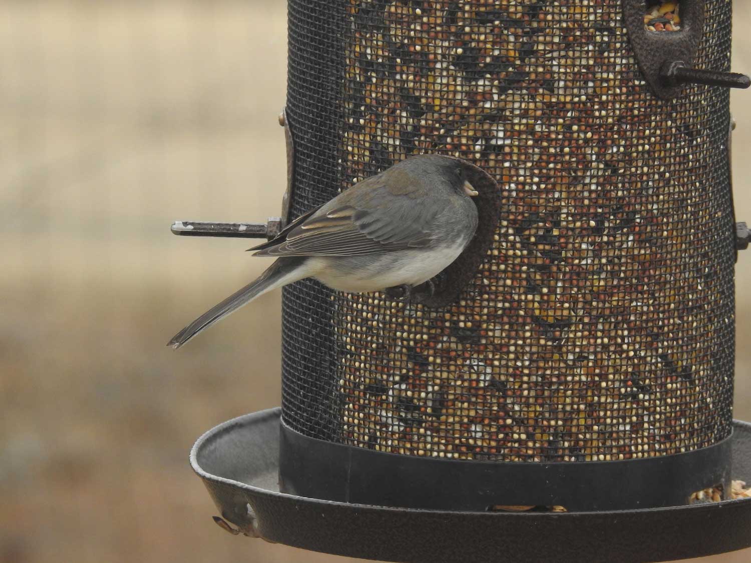A dark-eyed junco perched on the side of a cylindrical bird feeder filled with food. 