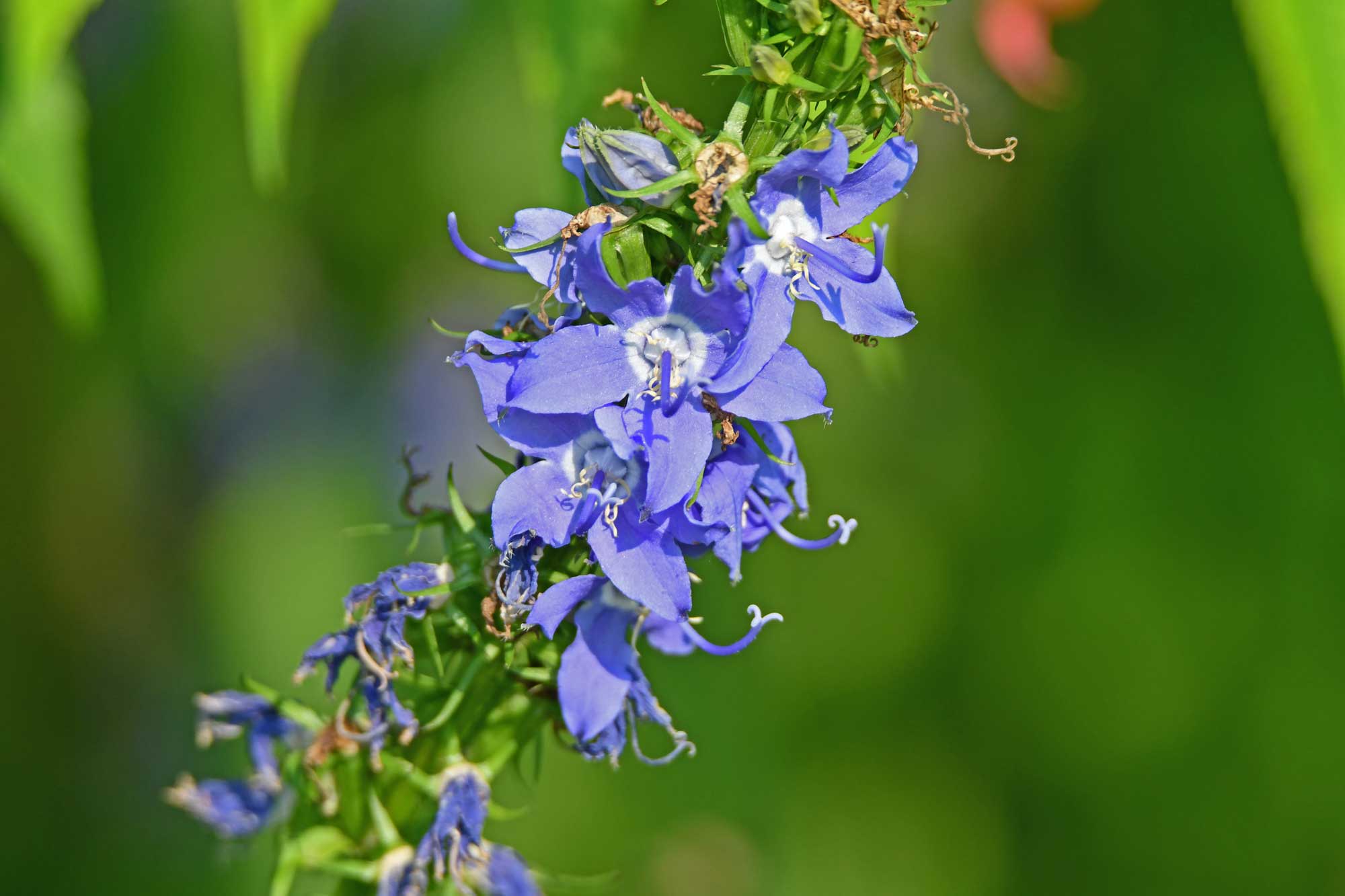 Tall bellflower growing with blue-purple flower petals.
