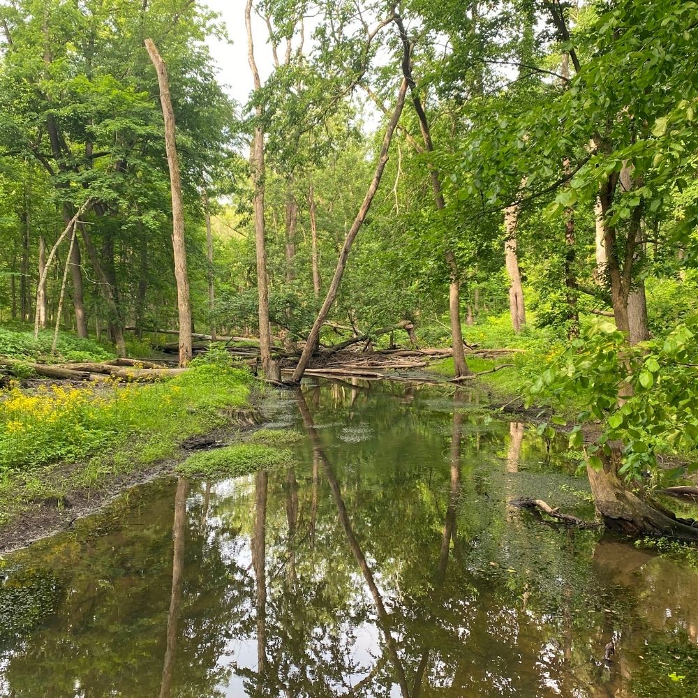 A calm wooded creek reflects tall trees and green foliage, with fallen logs and dense vegetation surrounding the shallow water in a peaceful forest setting.