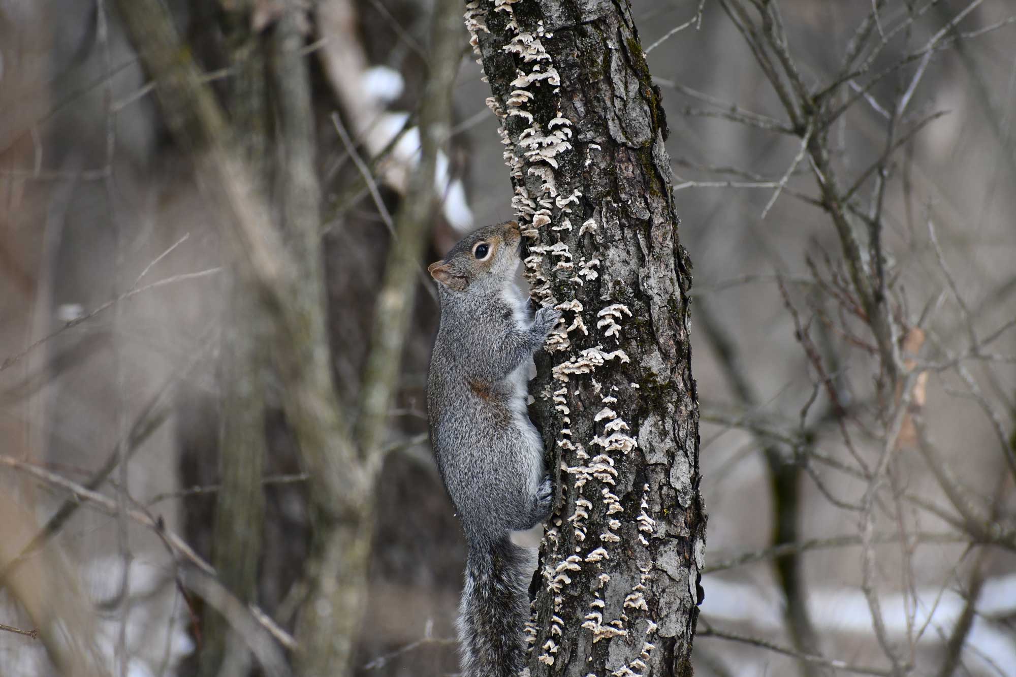 Eastern gray squirrel climbing up the side of a fungus covered tree.