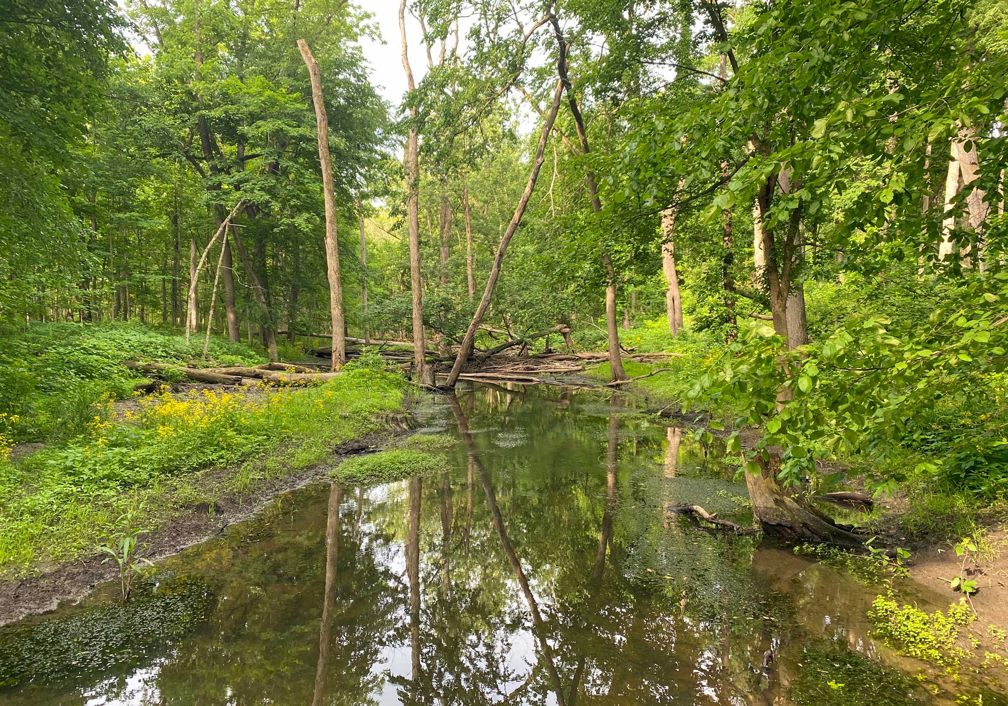 Creek lined by vegetation and trees.