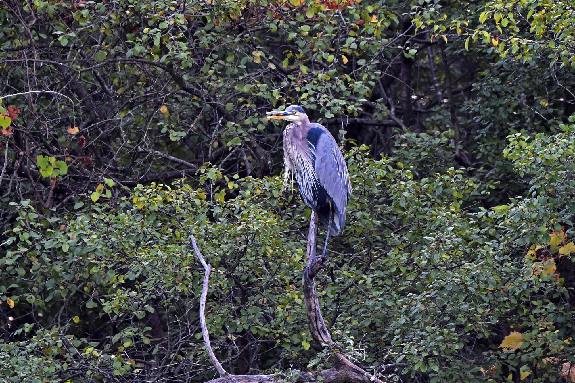 Great blue heron perched on a branch with trees in the background.
