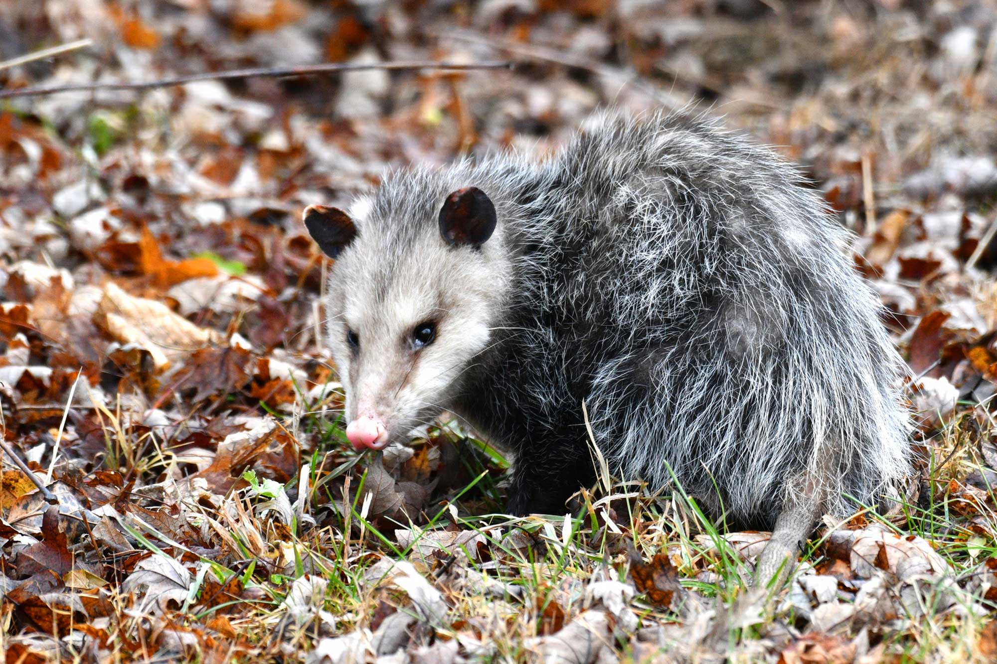 Opossum sitting in grass with fallen leaves in the background.