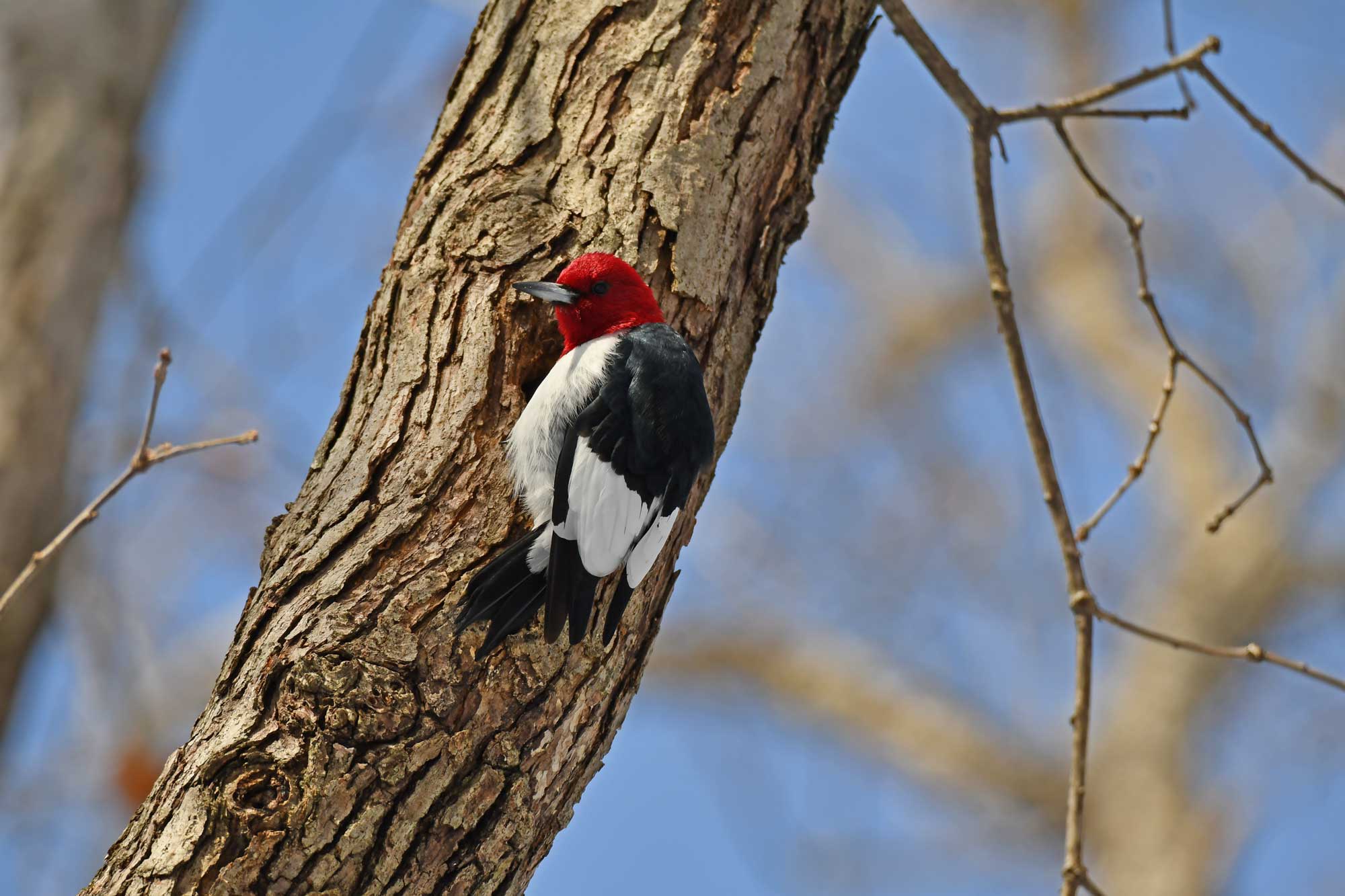 Red-headed woodpecker clinging to the side of a tree with other trees in the background.