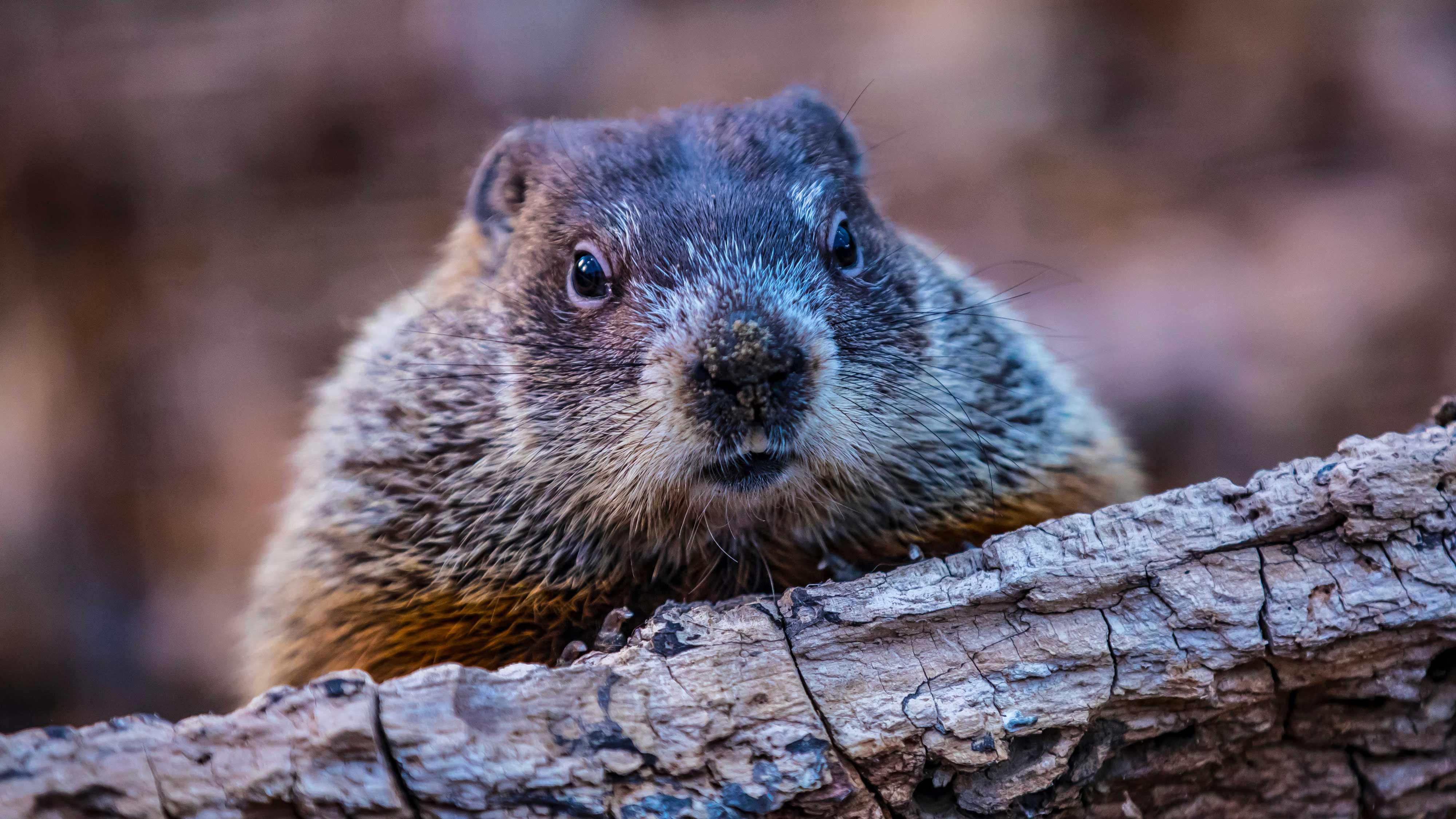 Autumnal animal behaviors