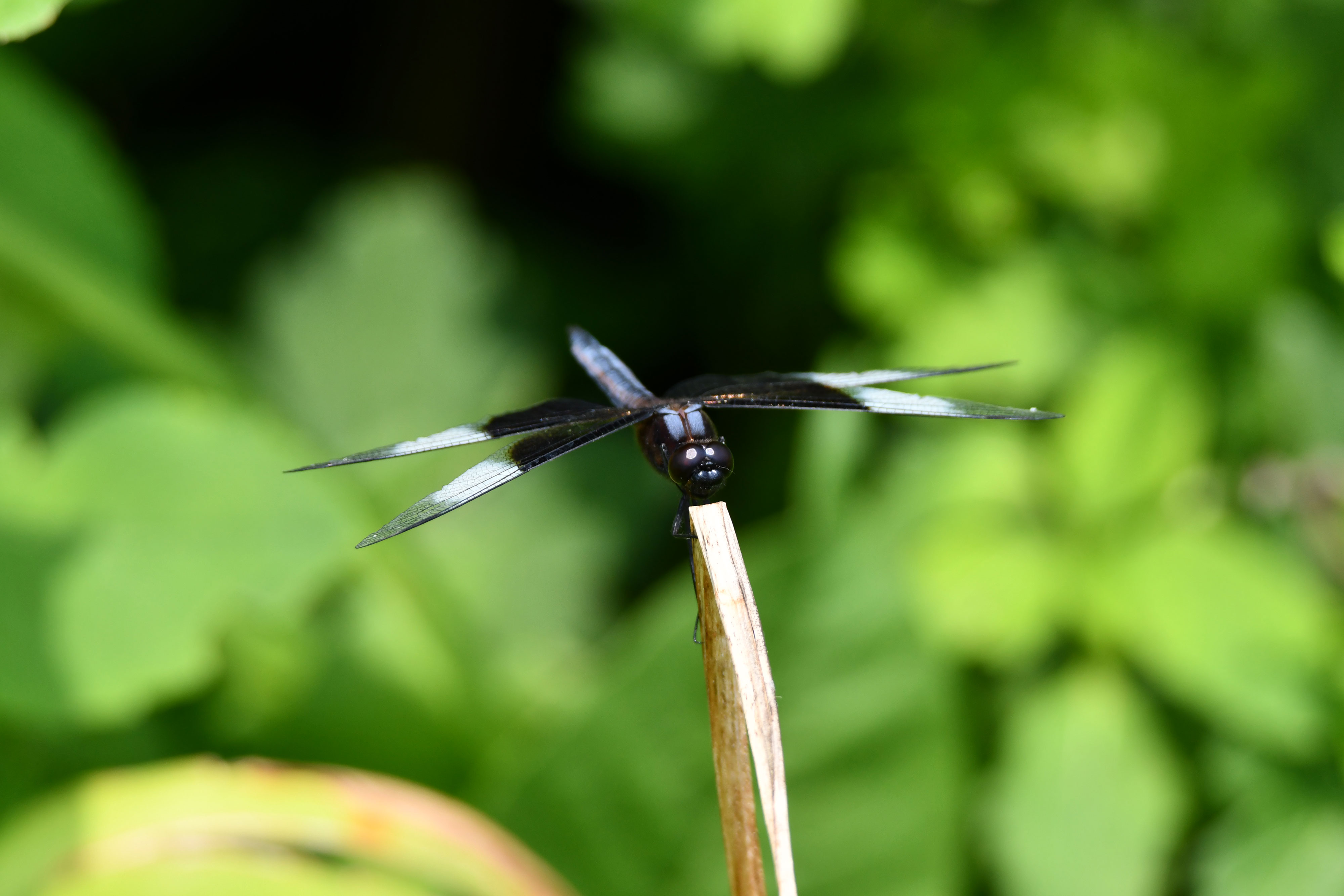 Close-up of a widow skimmer.