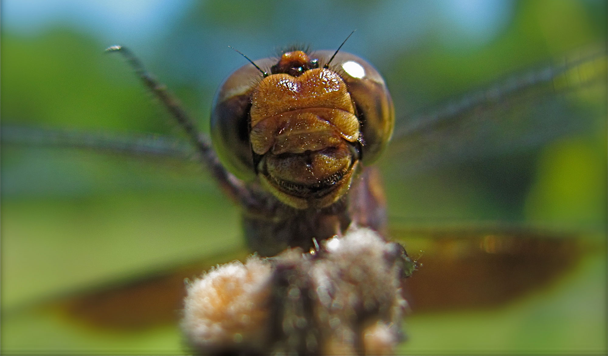 Close-up of a dragonfly.