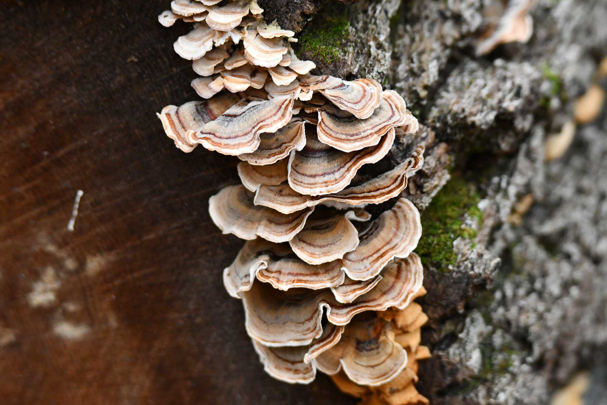Turkey tail fungus growing on a fallen tree.