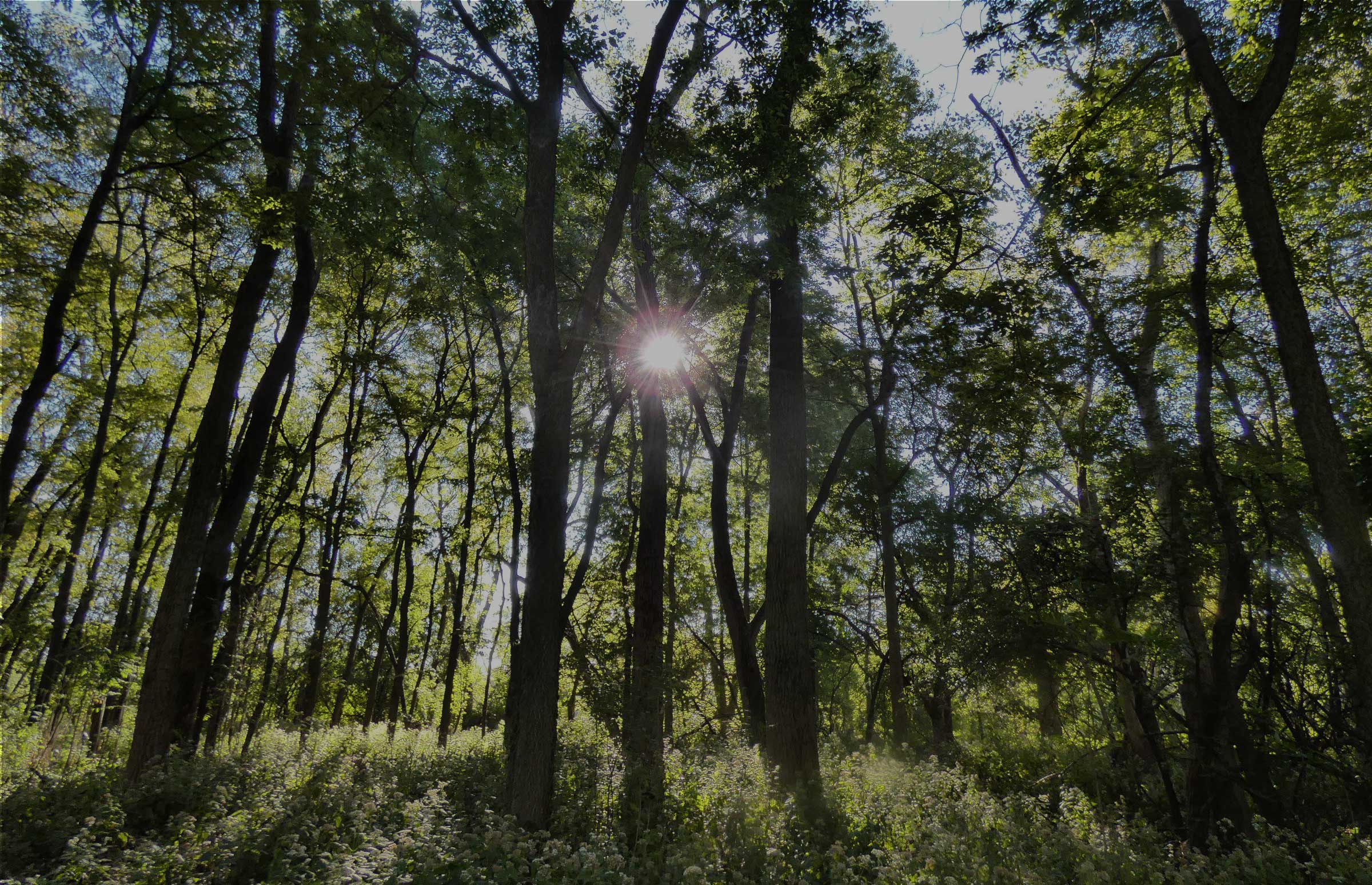Sun streaming through trees at Lockport Prairie.