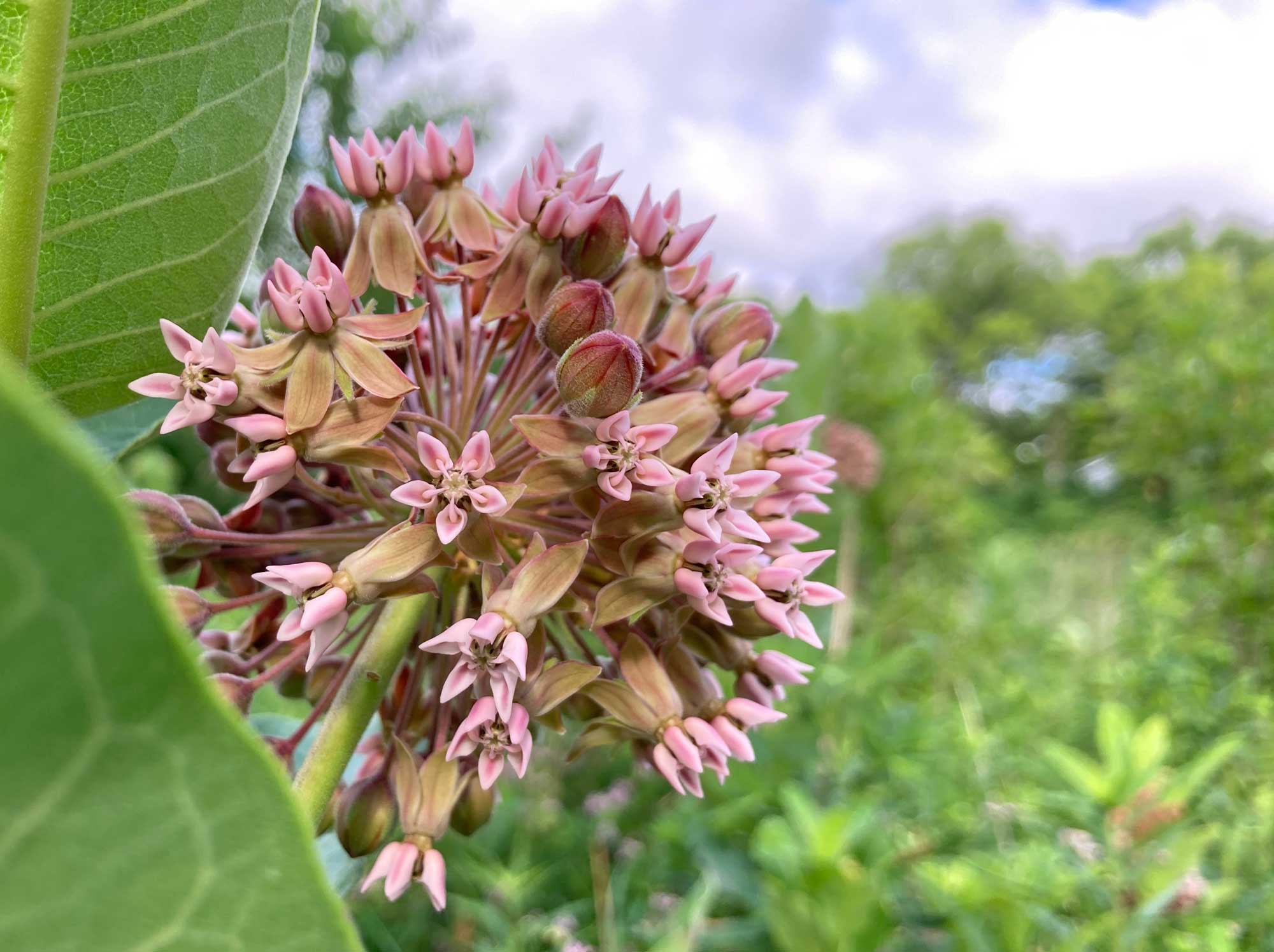 Common milkweed growing with white and pink flower petals.