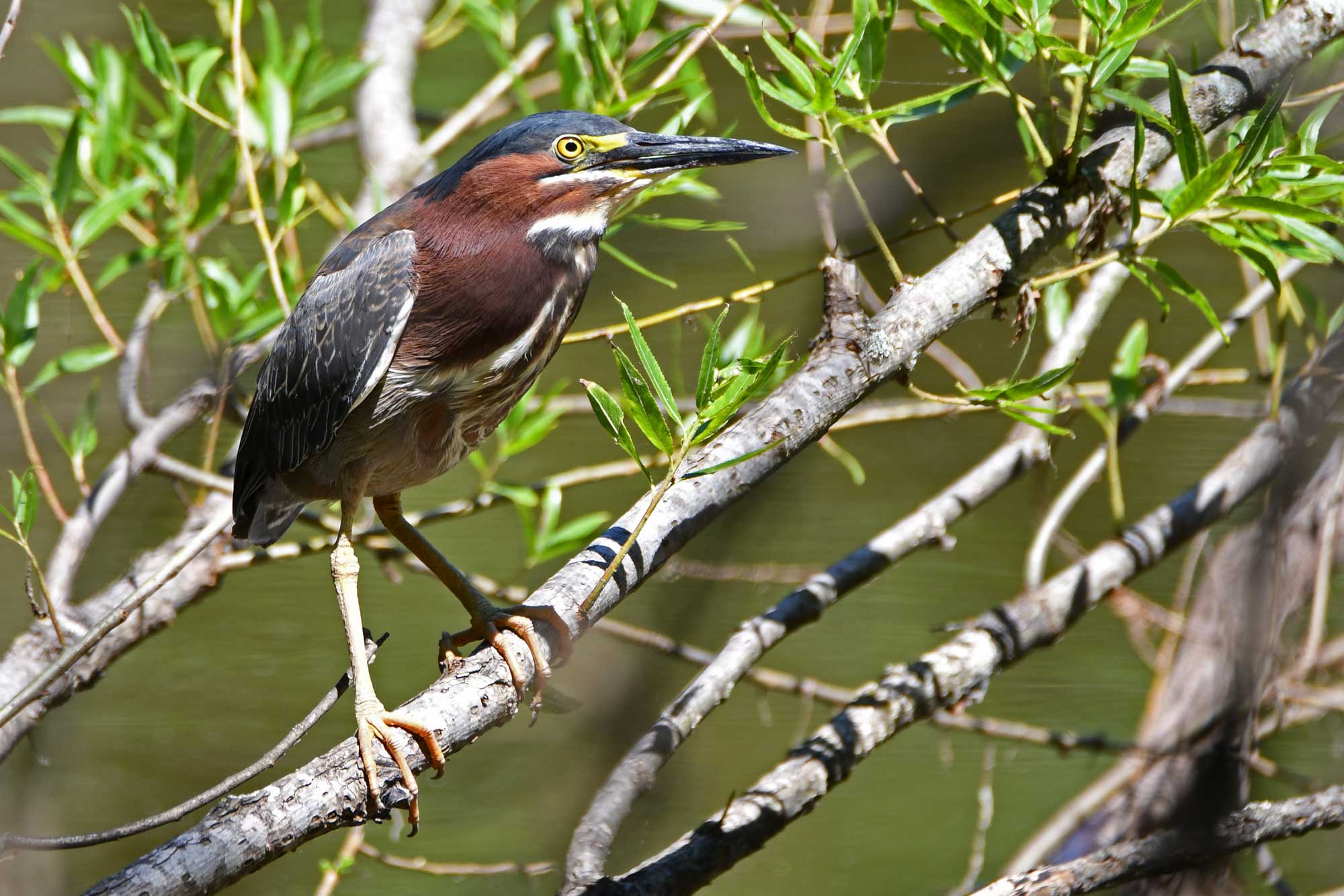 Green heron perched on a branch with vegetation and water in the background.