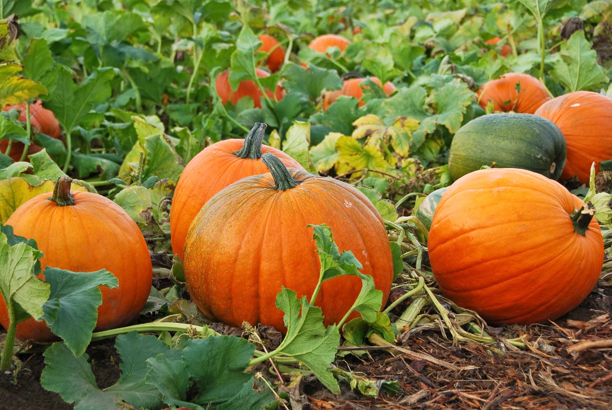 Orange pumpkins and one green one growing in a field. 