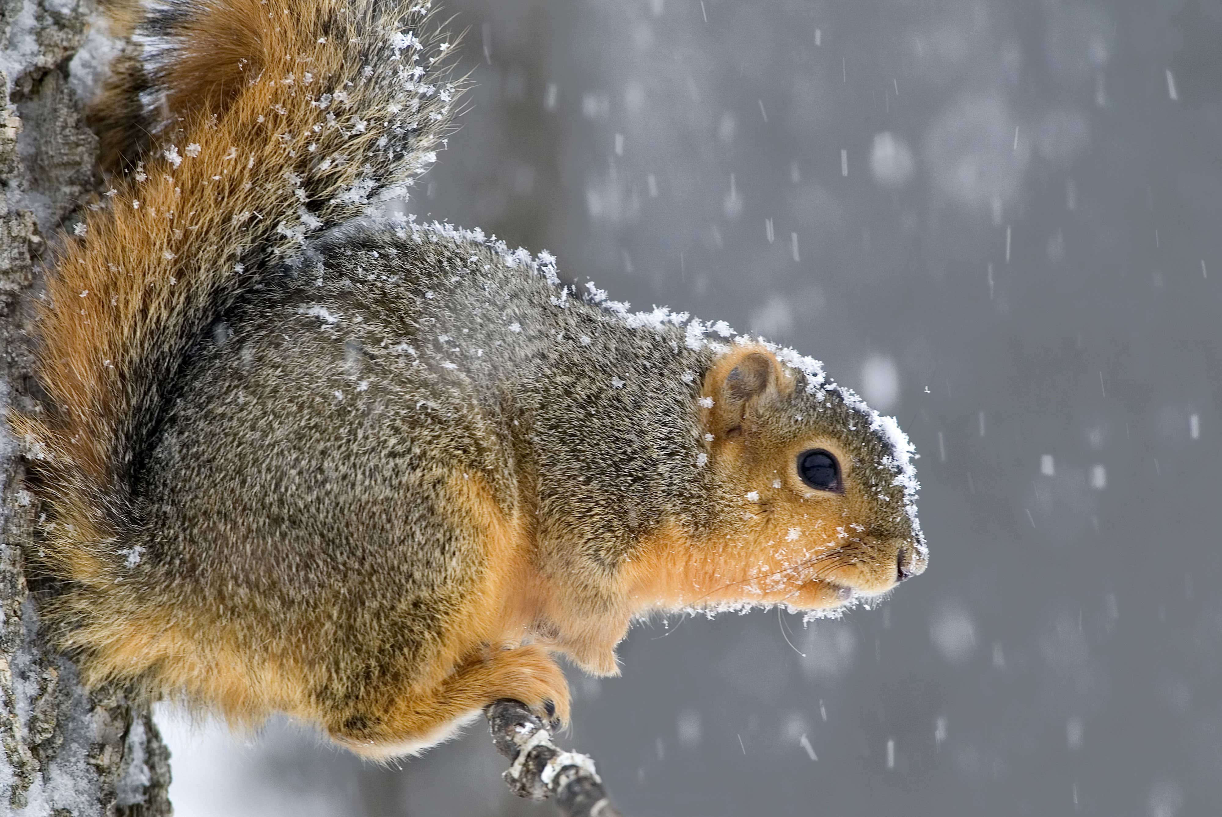 A squirrel on tree bark.