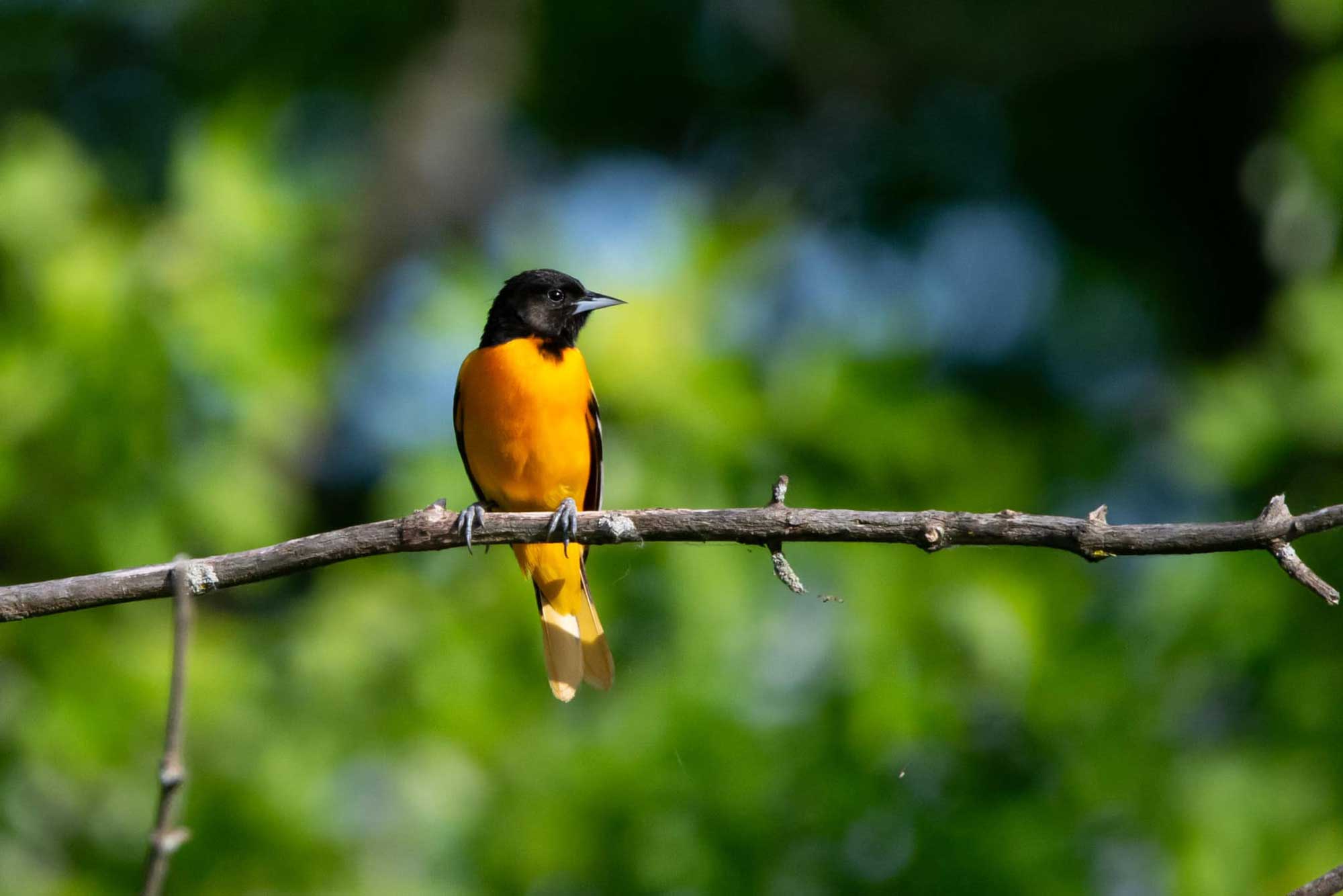Baltimore oriole perched on a branch with vegetation in the background.