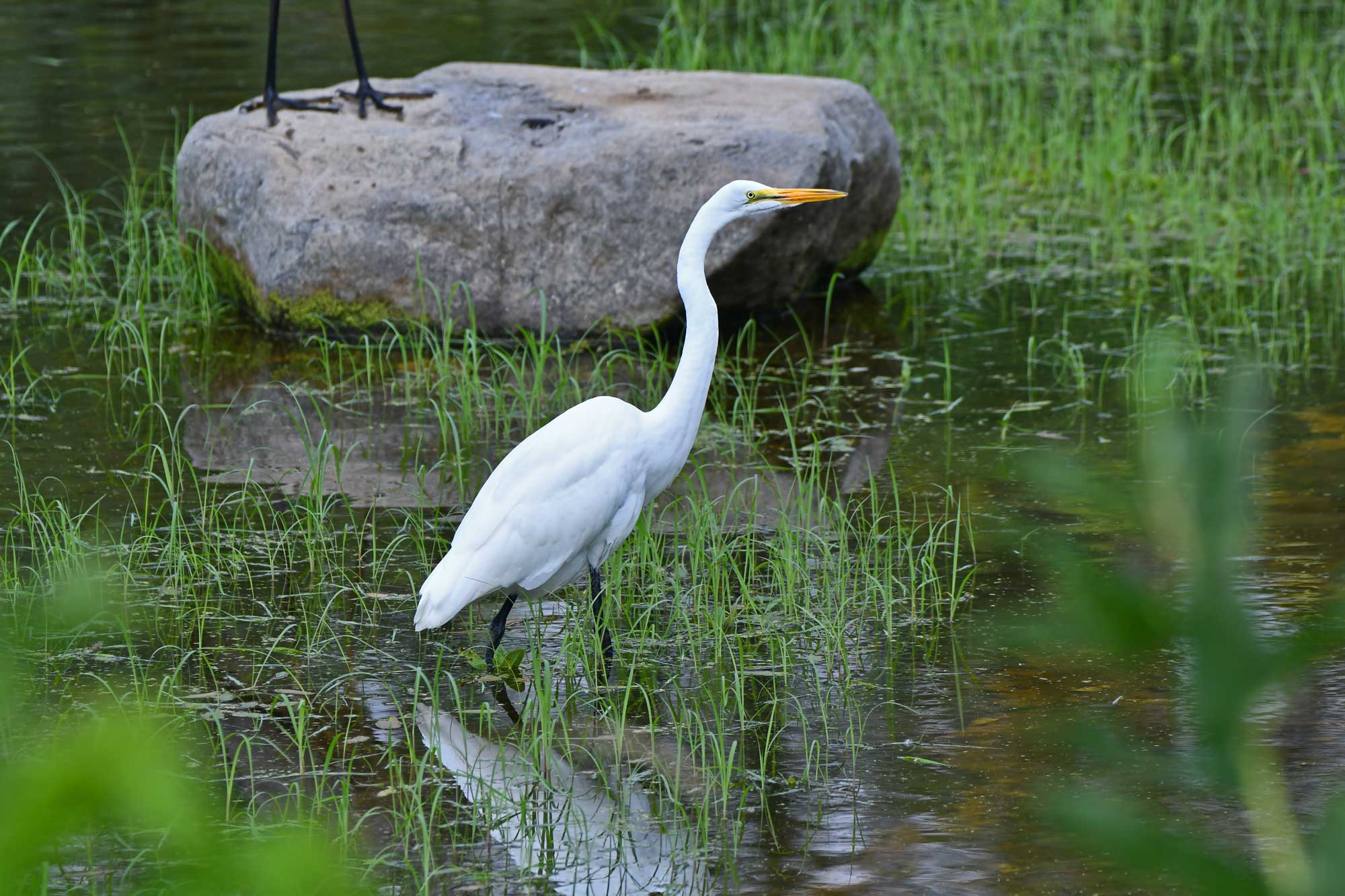 Great egret standing in water with a large rock and vegetation in the background.