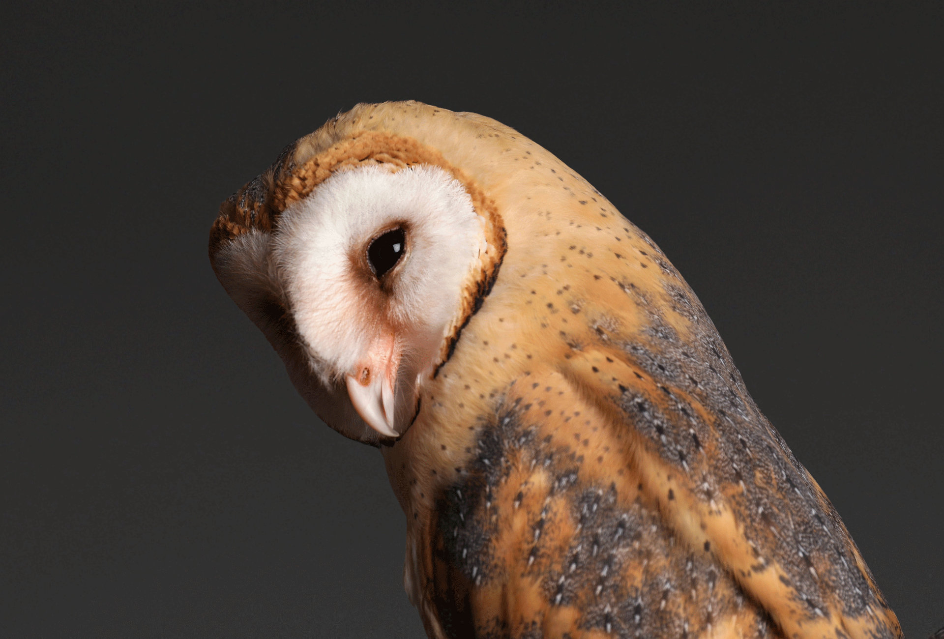 A closeup of a barn owl looking sideways against a dark background.