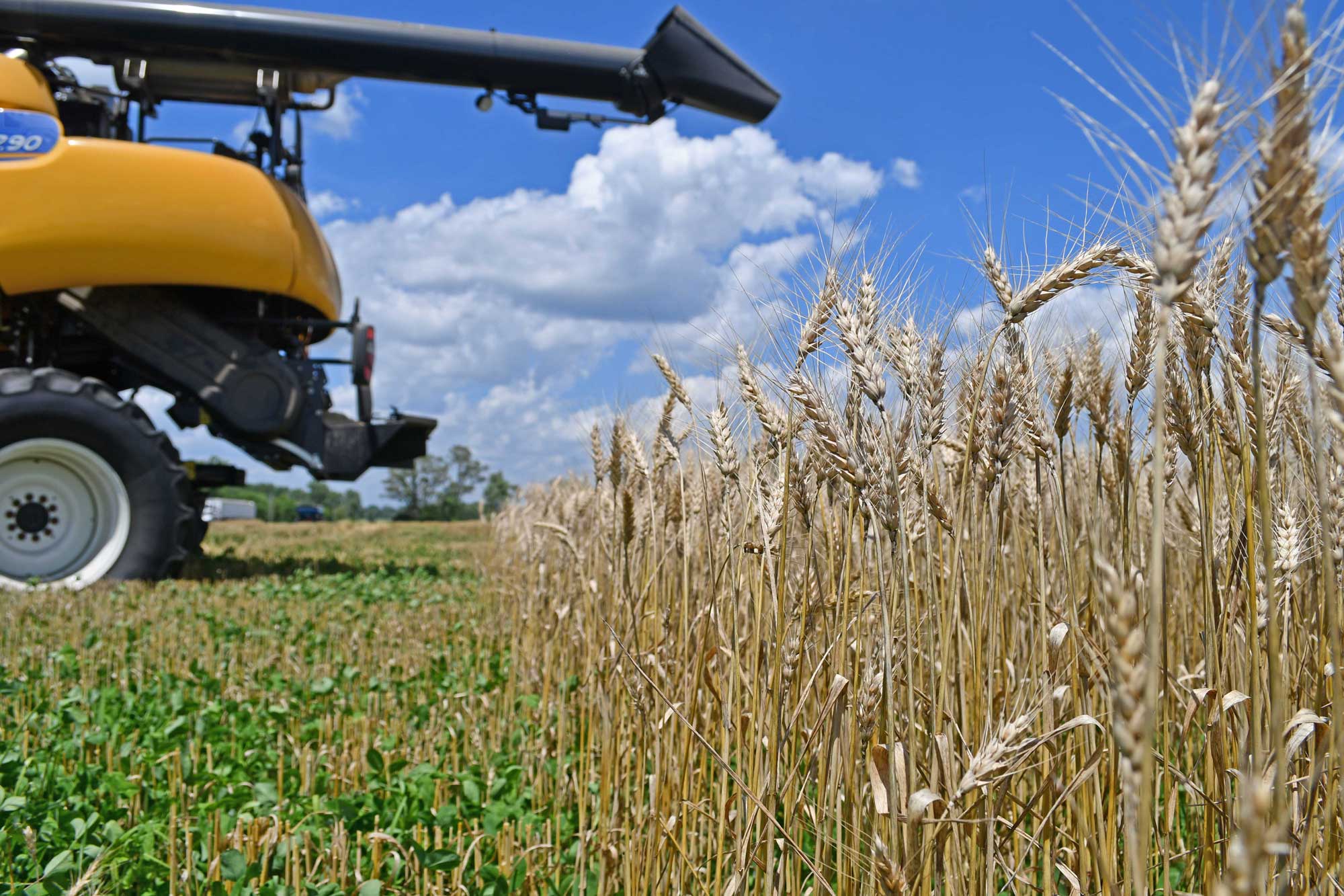 Wheat growing in a farm field with a combine and partly cloudy sky in the background.