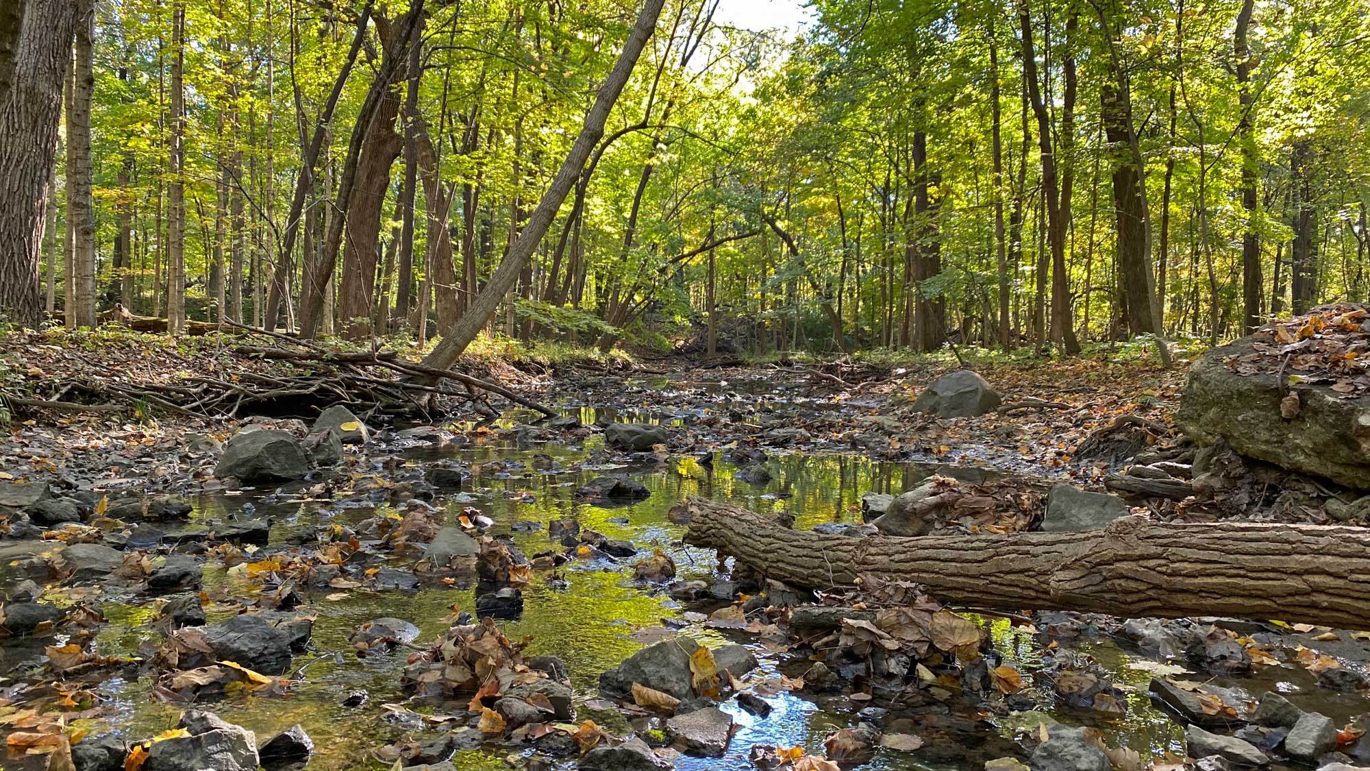 Creek surrounded by fallen leaves and rocks with trees in the background.