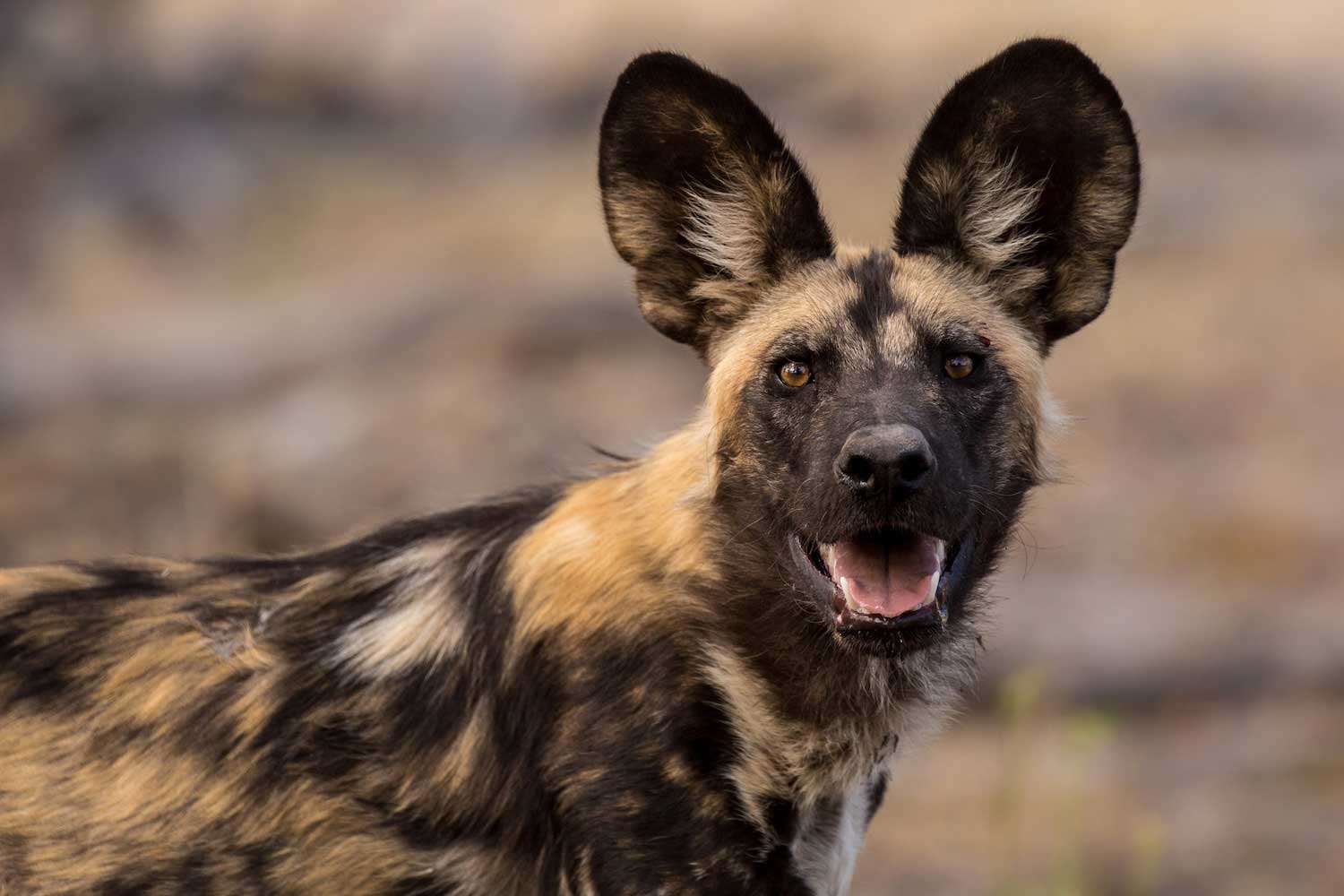 A wild dog with a patchy coat of brown, black and white fur with large round ears standing on the ground with brown vegetation in the background.