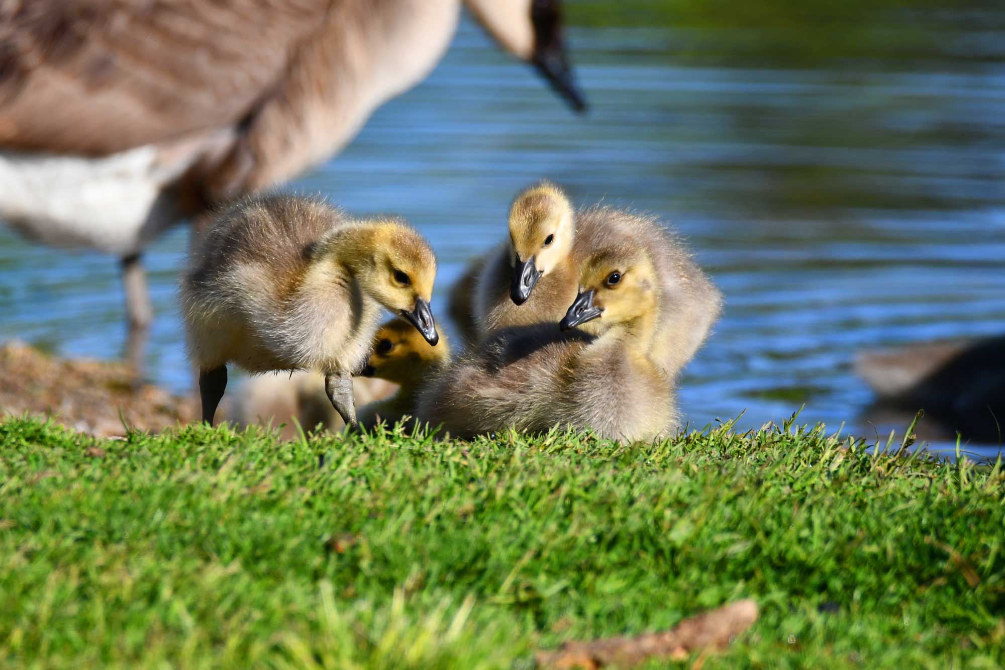 Canada goose goslings standing in grass with adult Canada geese and water in the background.