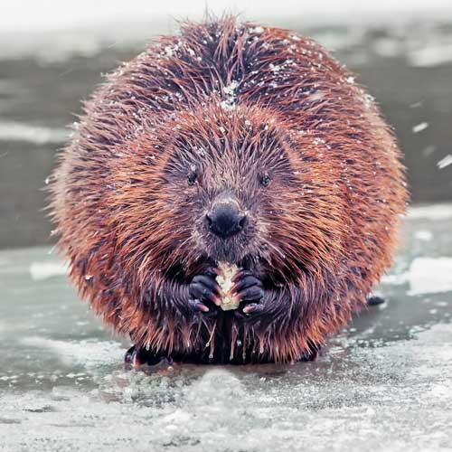 Winter warriors: These animals don't just survive in winter, they thrive