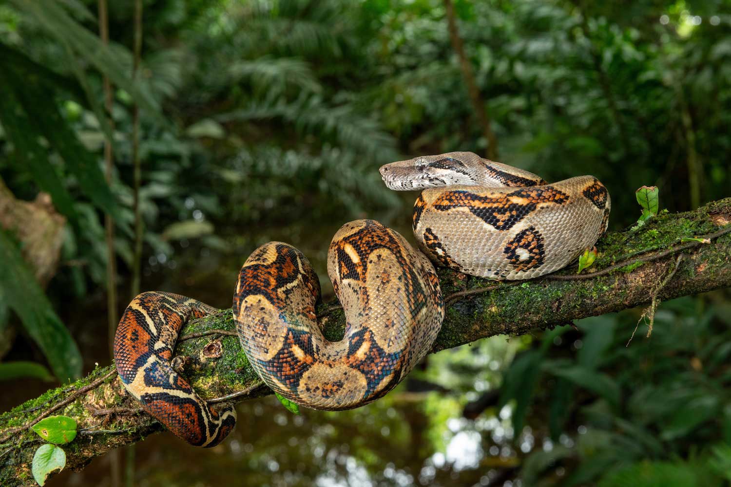A large snake coiled on a tree branch. The snakes is light brown with darker bands and blotches.