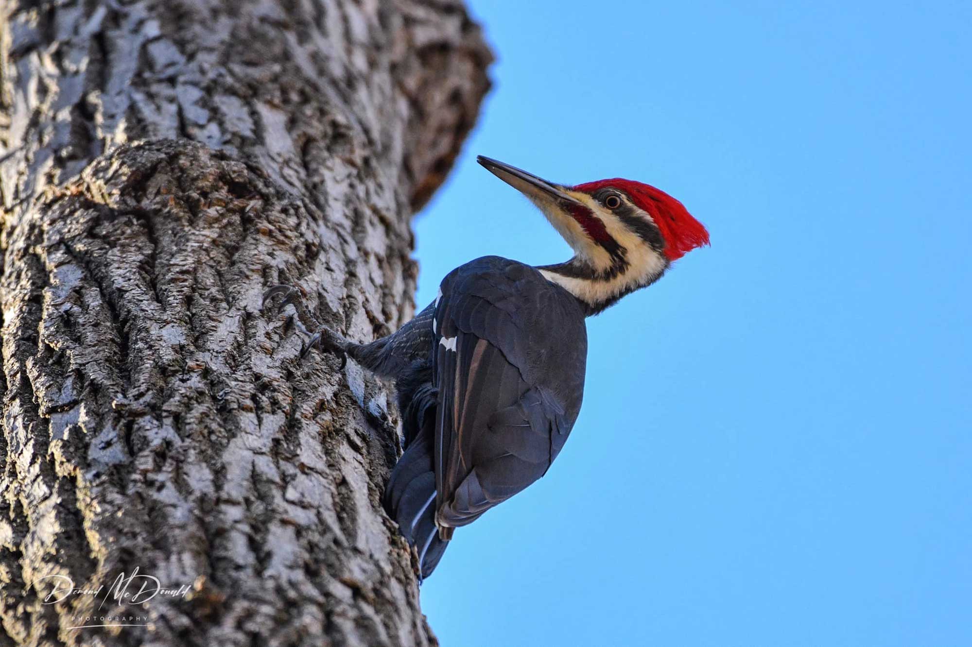 Pileated woodpecker clinging to the side of a tree with the sky in the background.