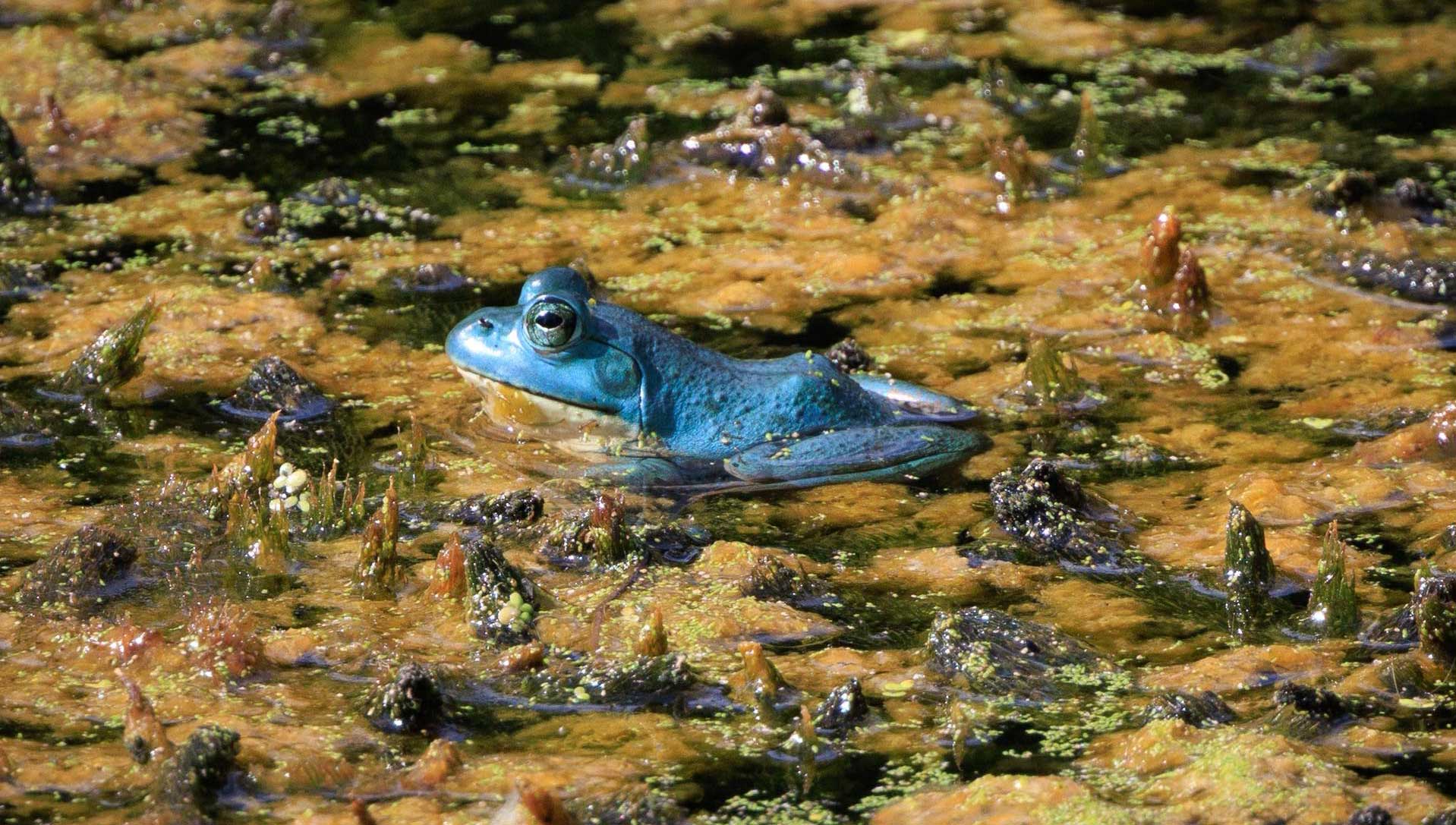 A bullfrog with blue coloration sits in a pond surrounded by wetland plants. 