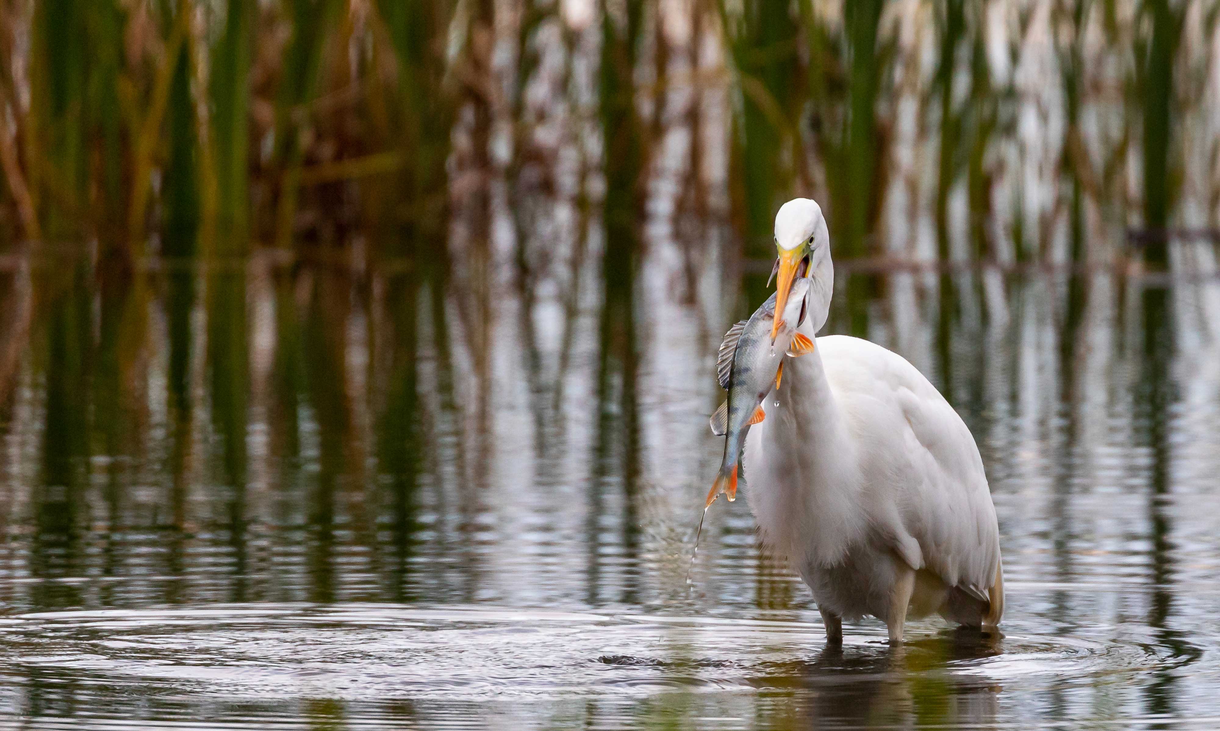 A great egret with a fish