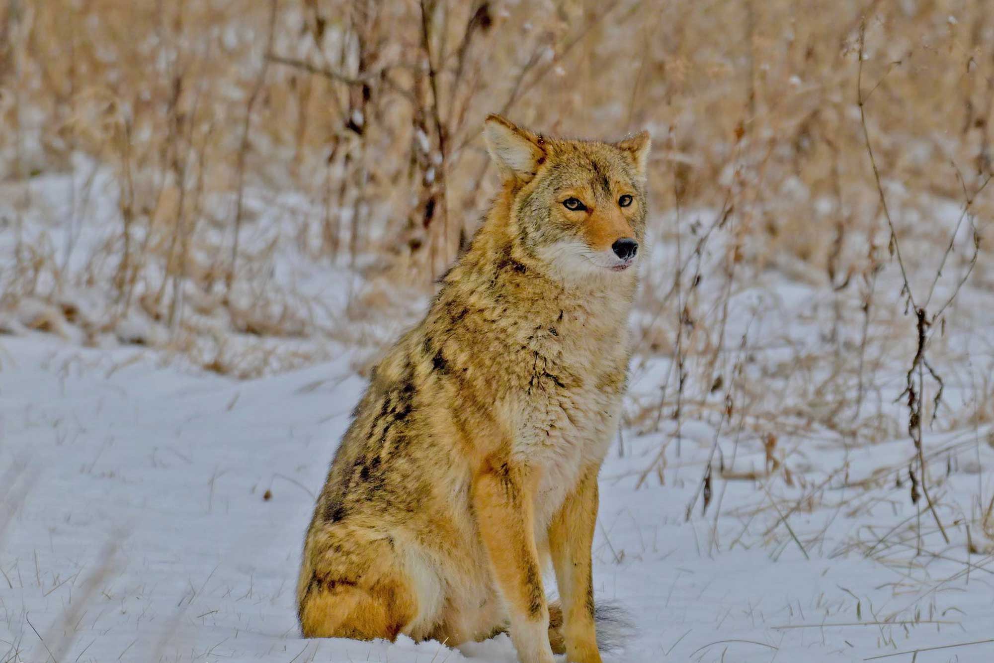 Coyote sitting in snow with vegetation in the background.
