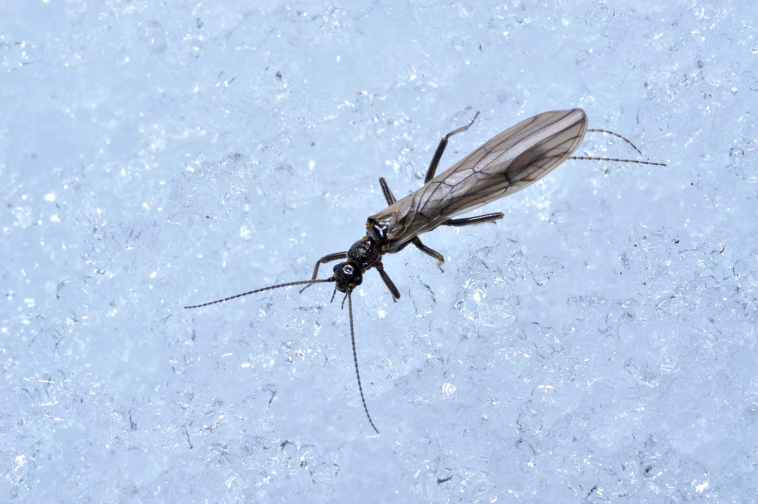 A winter stonefly on snow. 