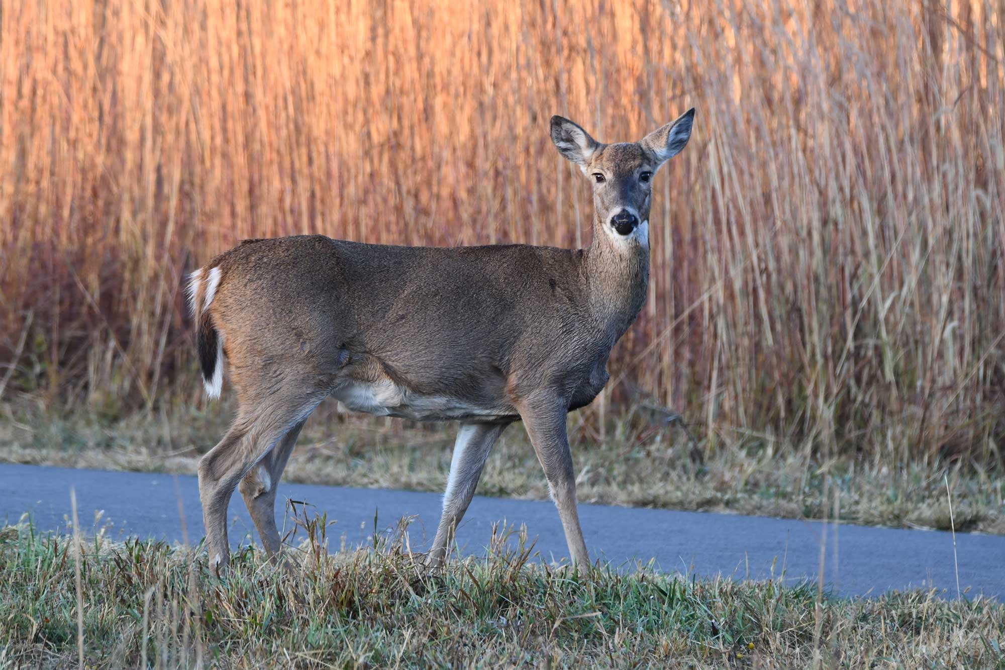 White-tailed deer standing in grass with paved path and vegetation in the background.