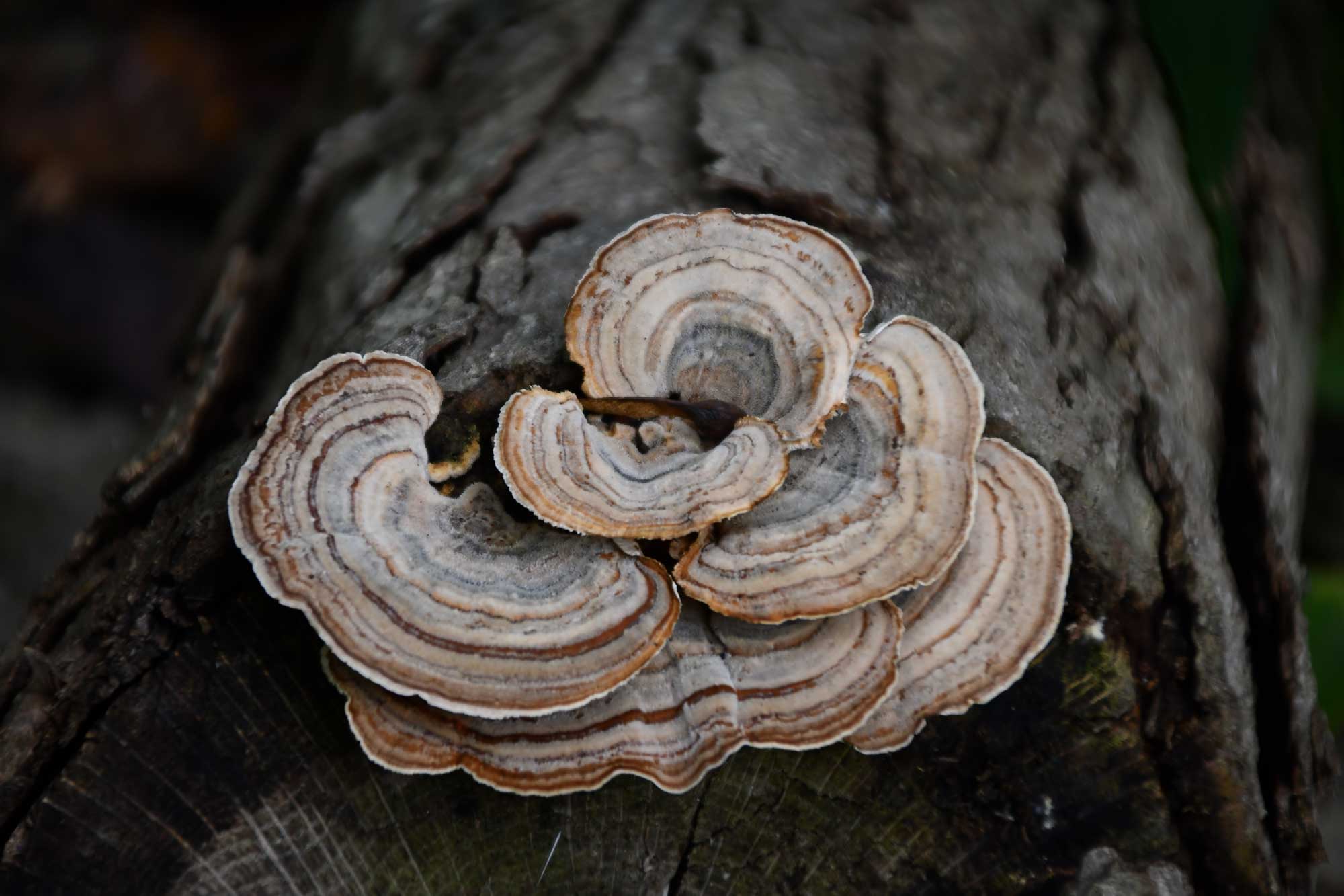 Turkey tail mushrooms on a log. 